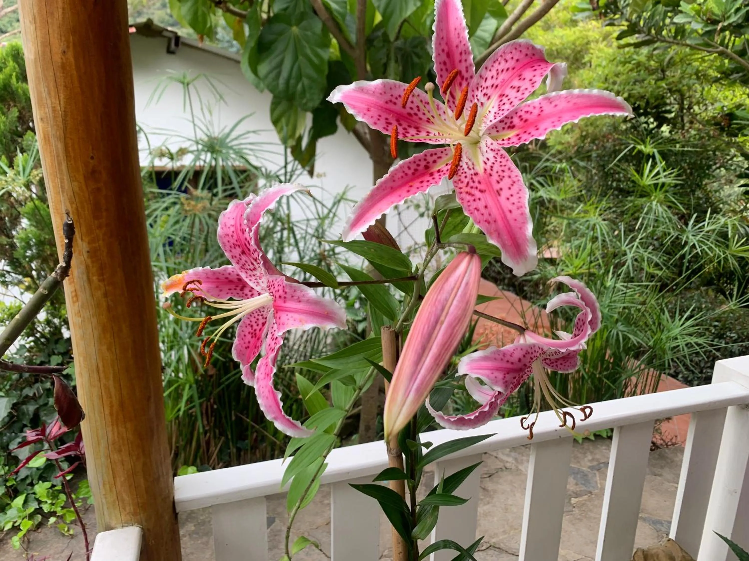 Garden in Hotel Campestre mirador CaloPala
