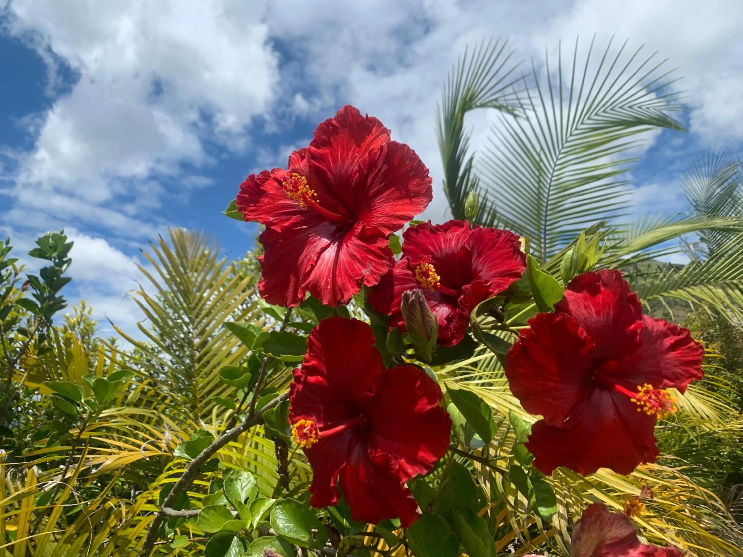 Day in Hotel Campestre mirador CaloPala