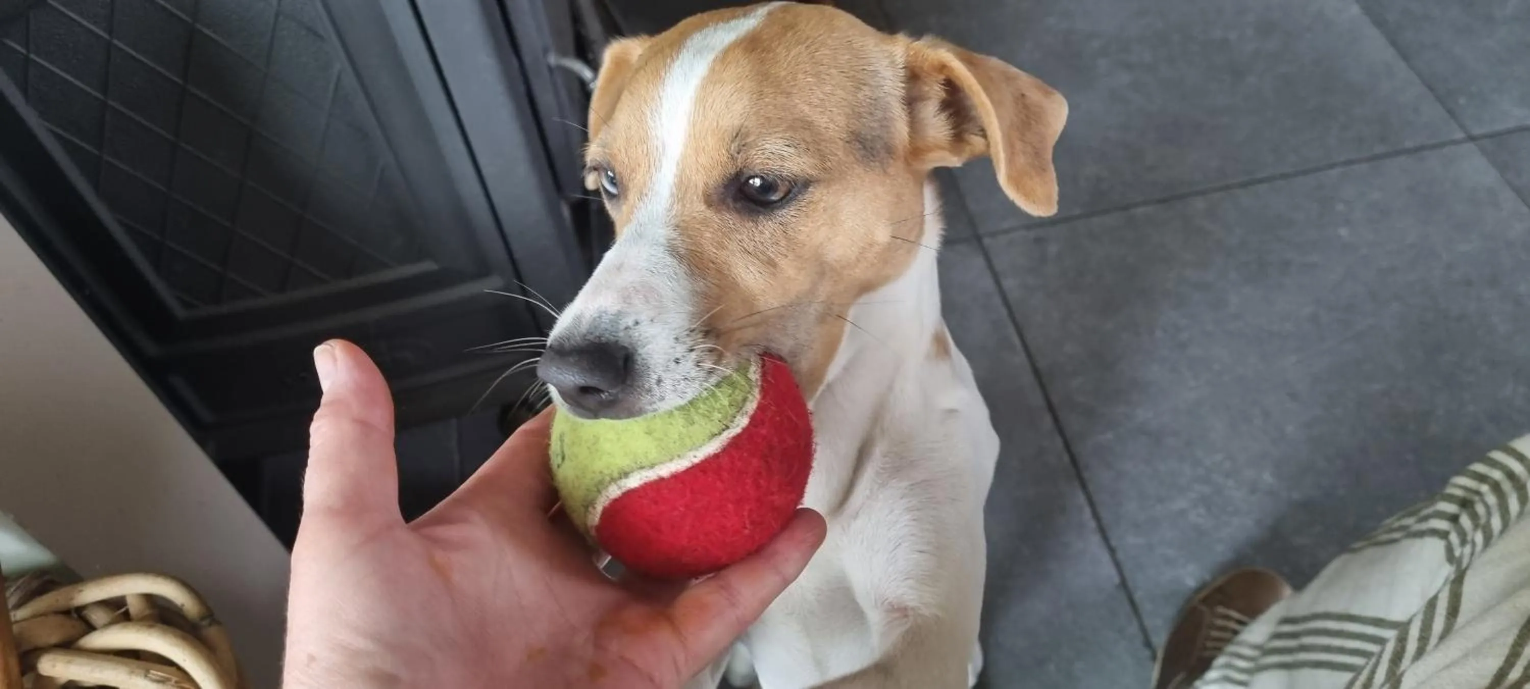 Pets in B&B De Vossenbarm