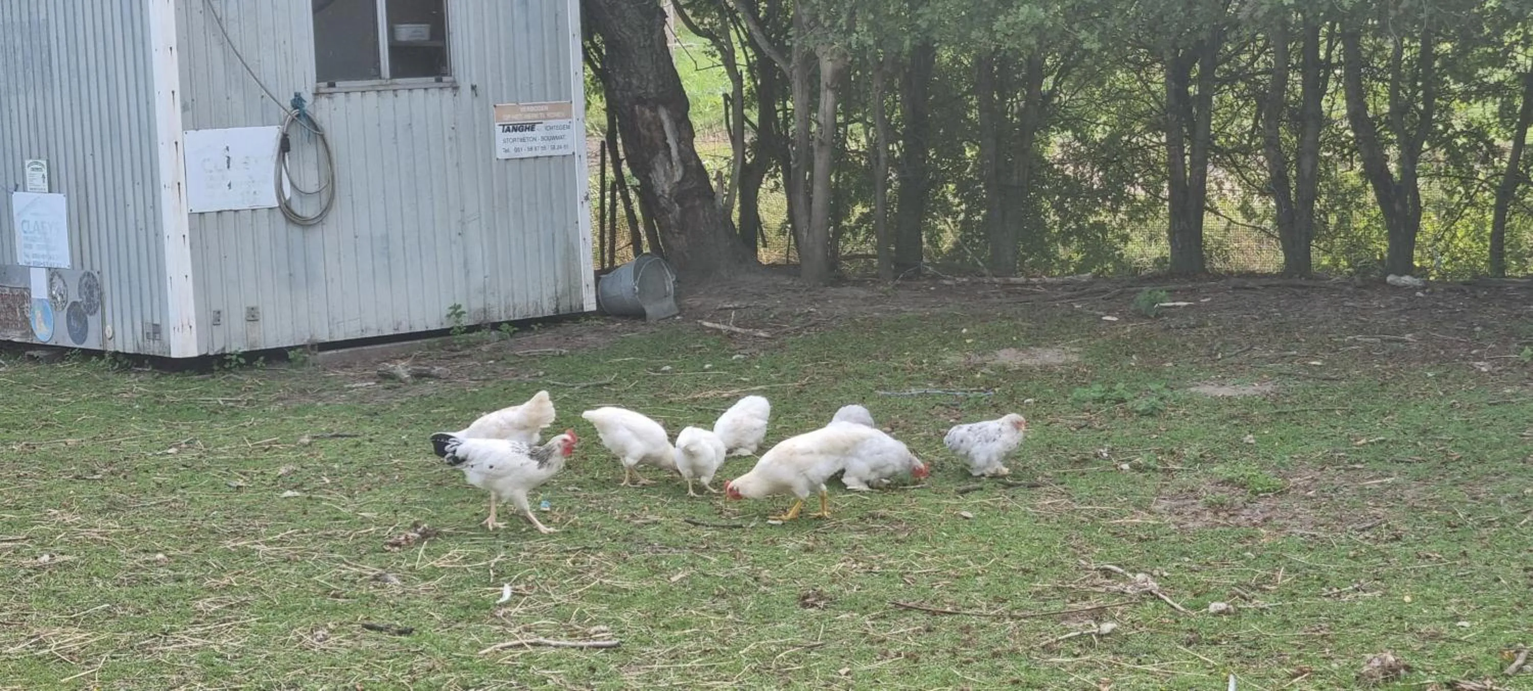 Animals in B&B De Vossenbarm