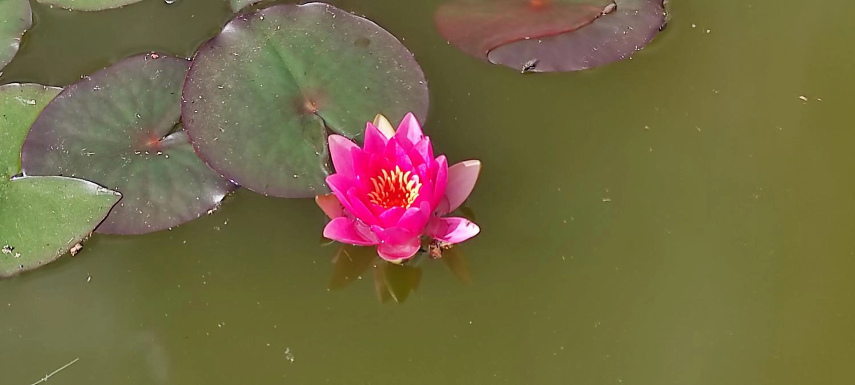 Garden in Red Rose B&B