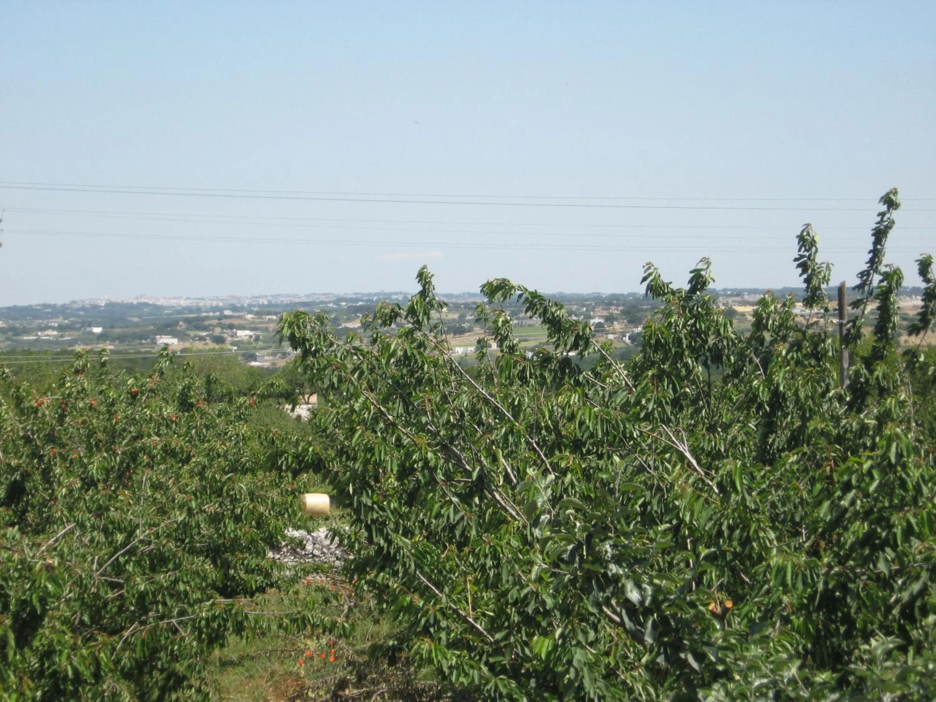 View (from property/room) in Red Rose B&B