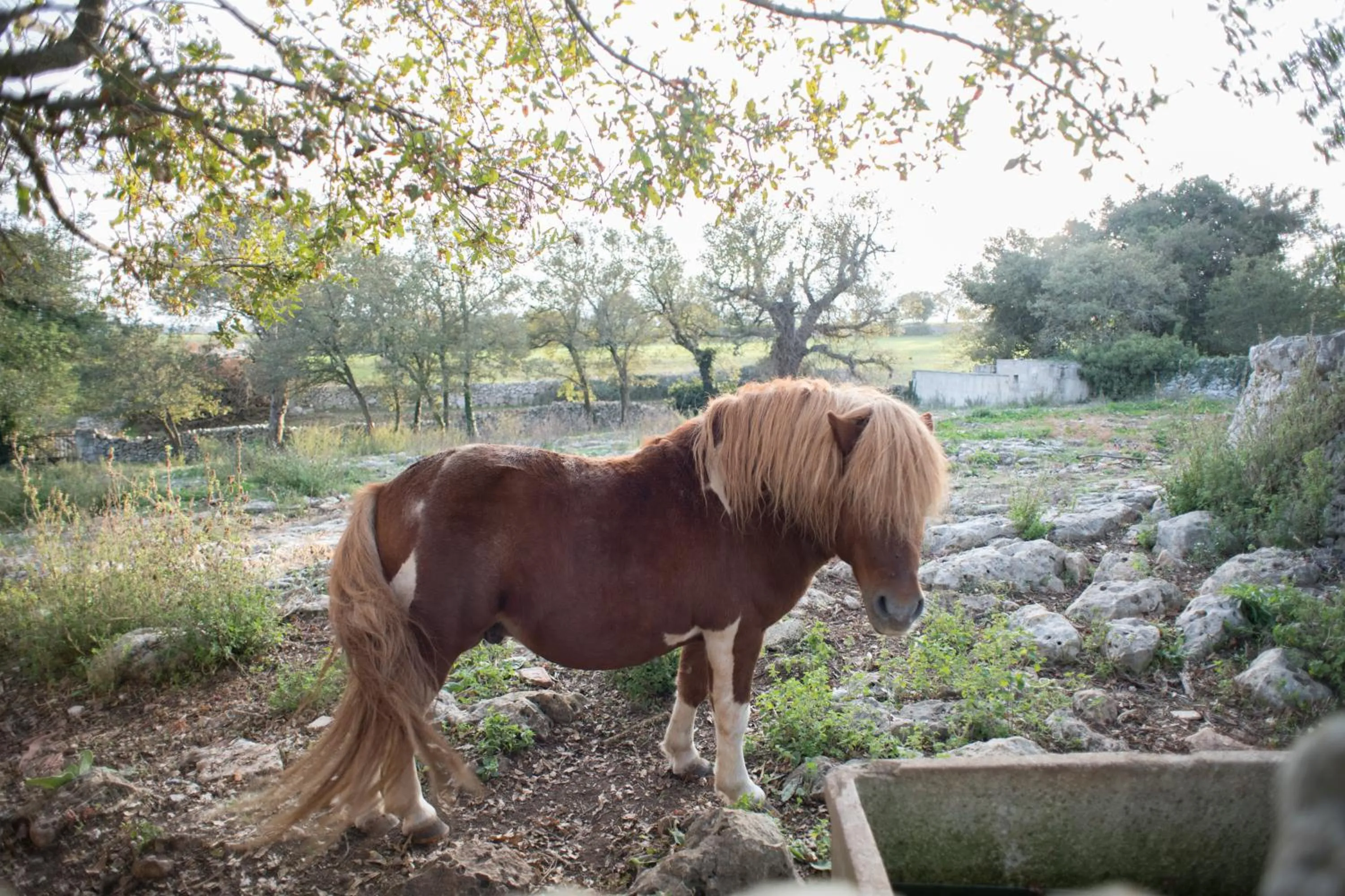 Pets in Red Rose B&B
