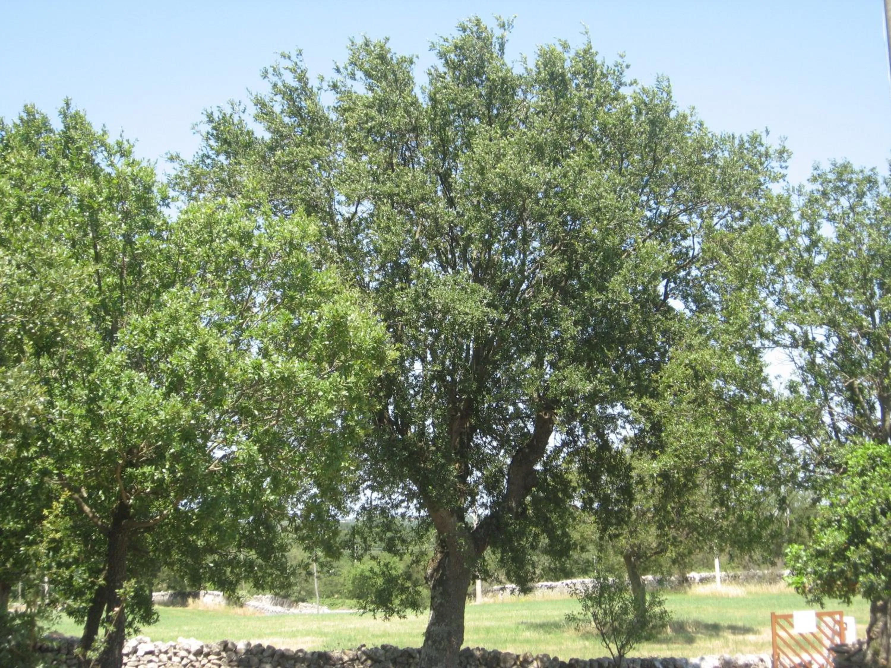 View (from property/room) in Red Rose B&B
