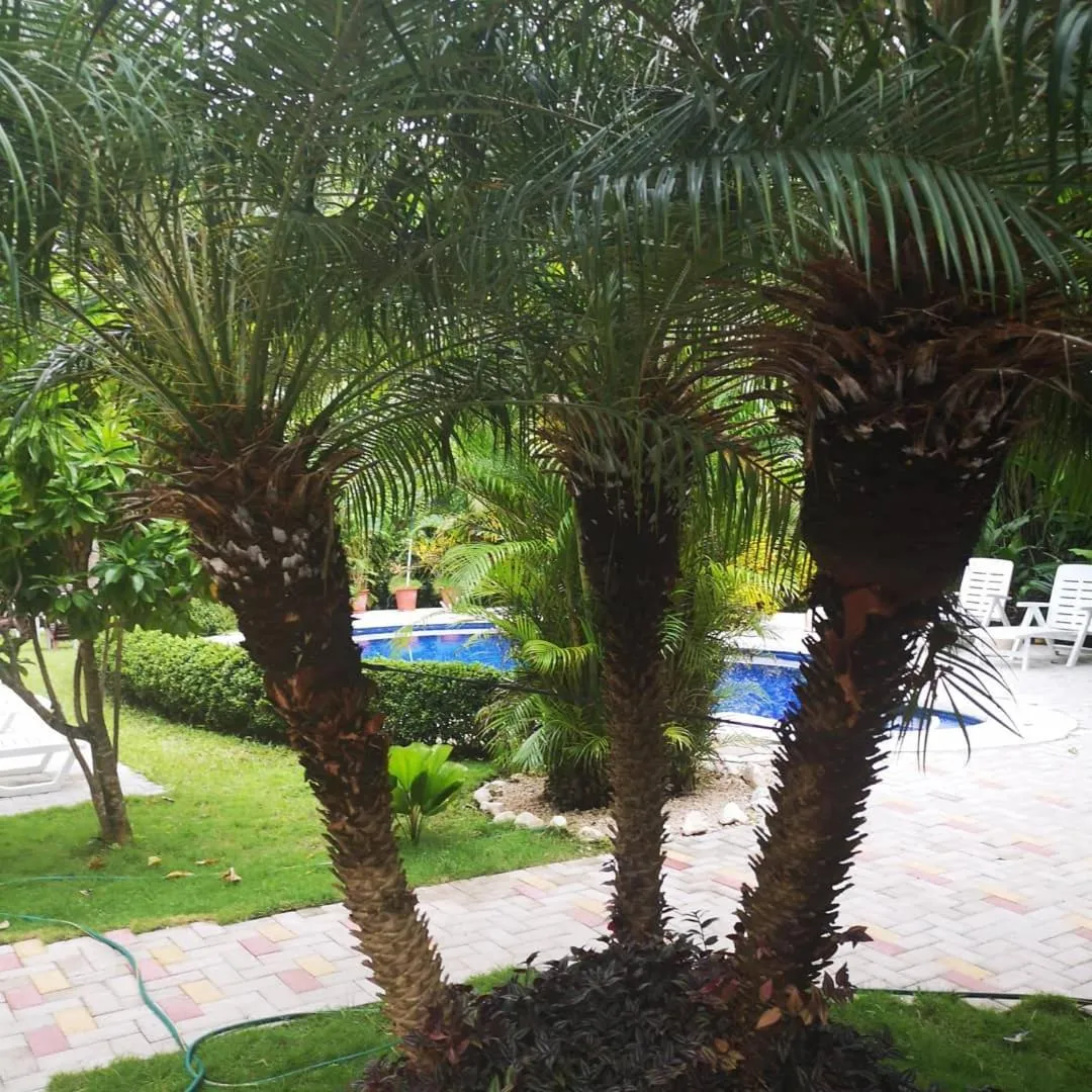 Hotel Belvedere Playa Samara Costa Rica