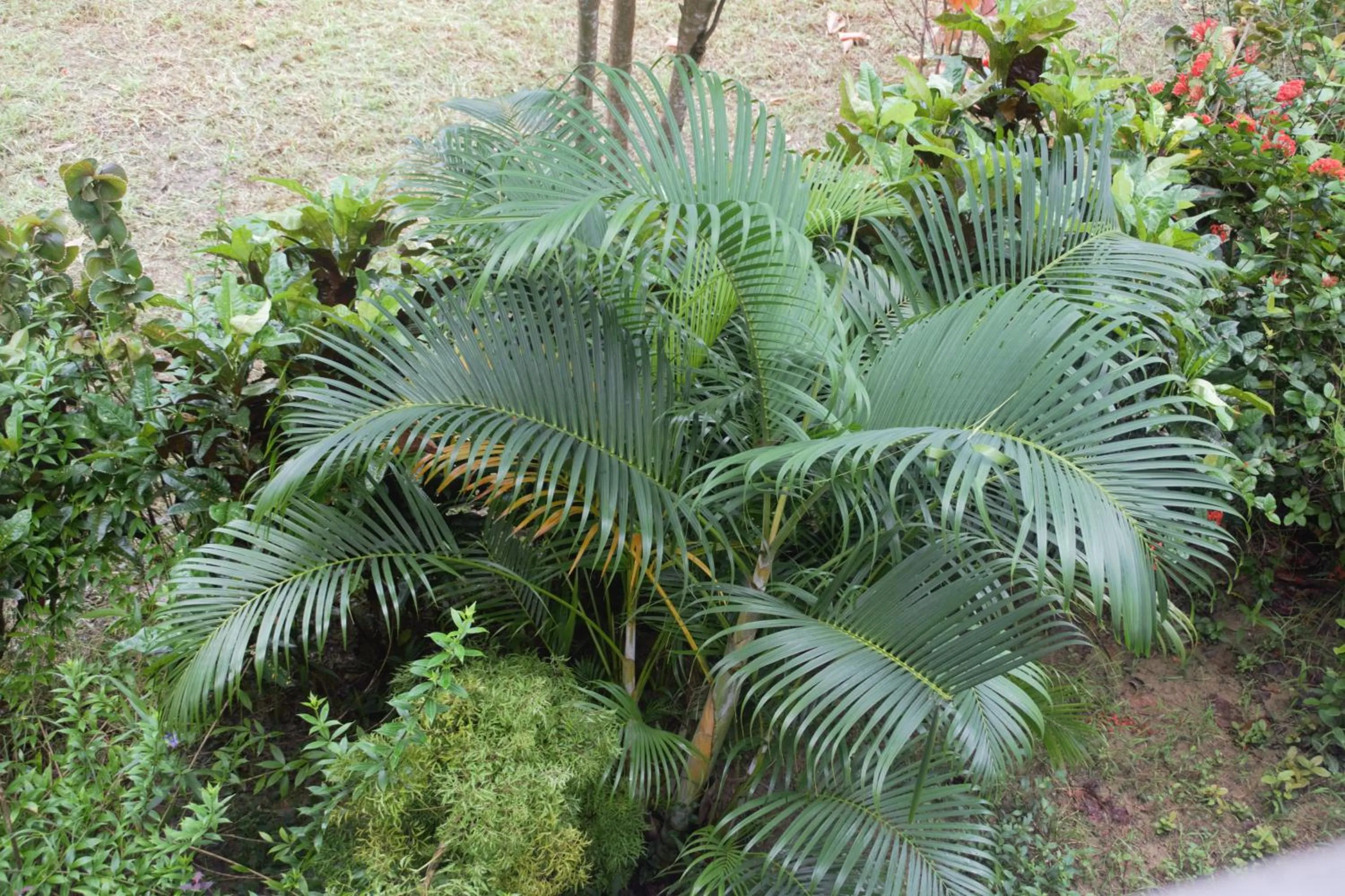 Hotel Exotica Squares