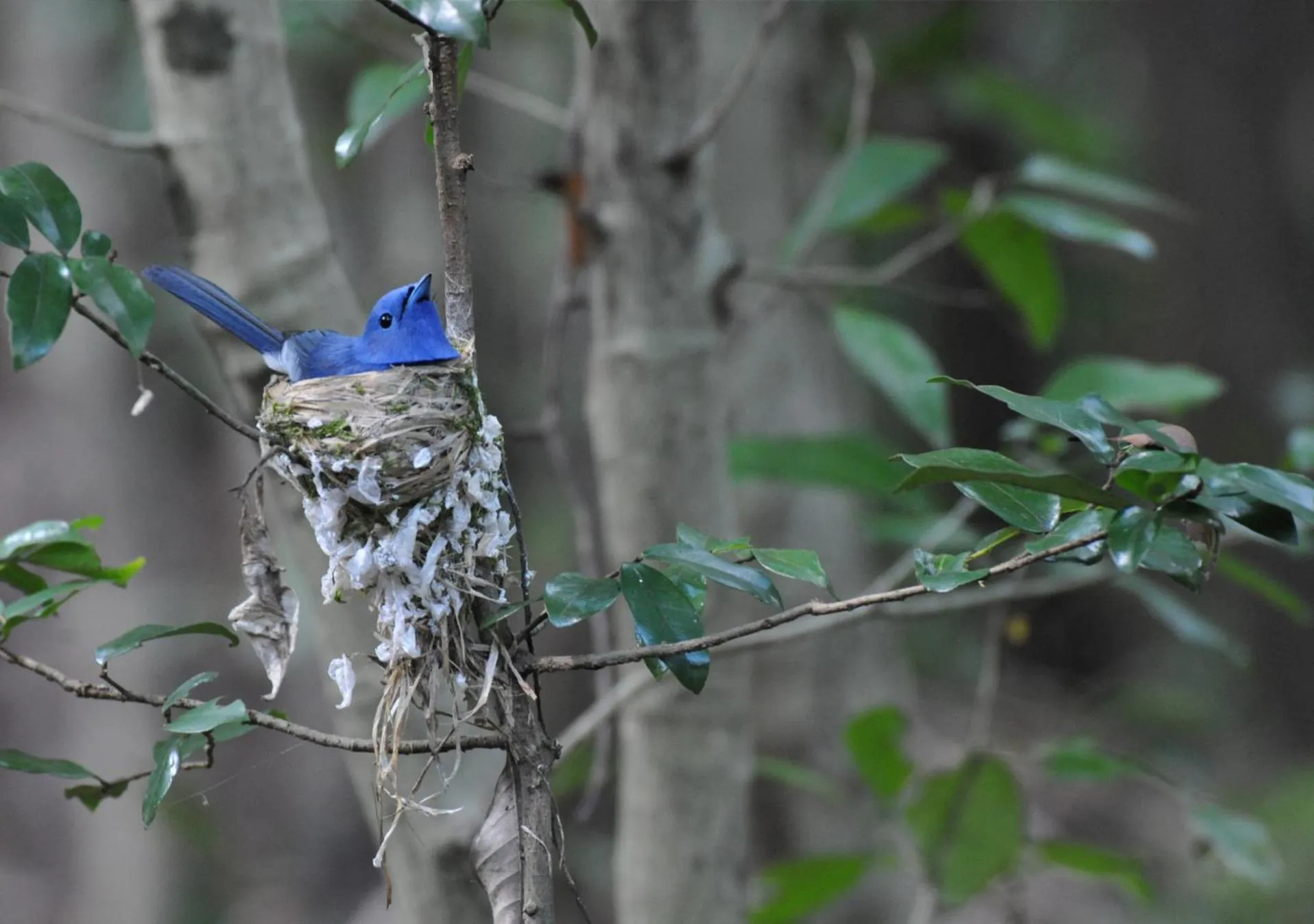 Animals in Back of Beyond - Wild Haven