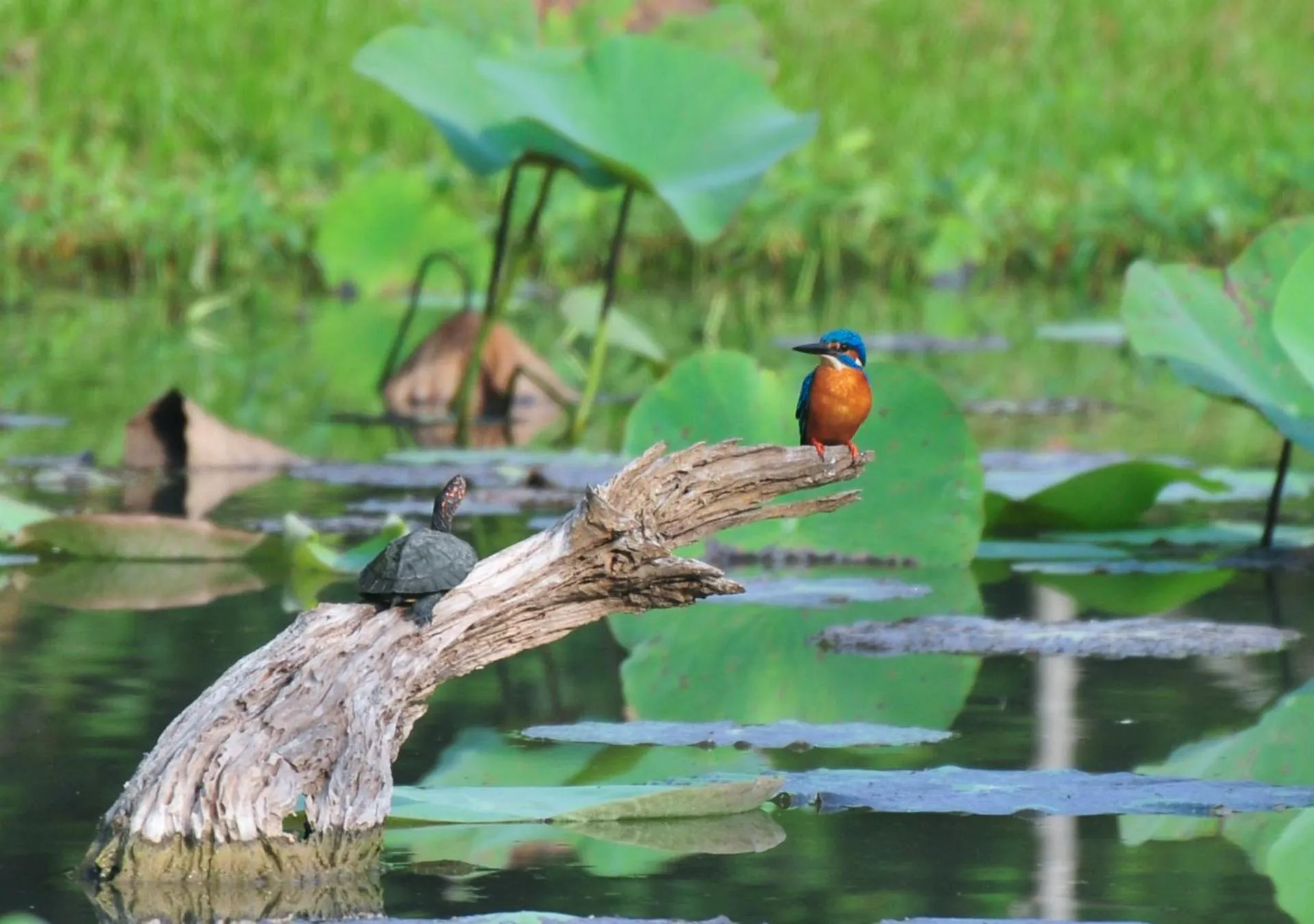 Animals in Back of Beyond - Wild Haven