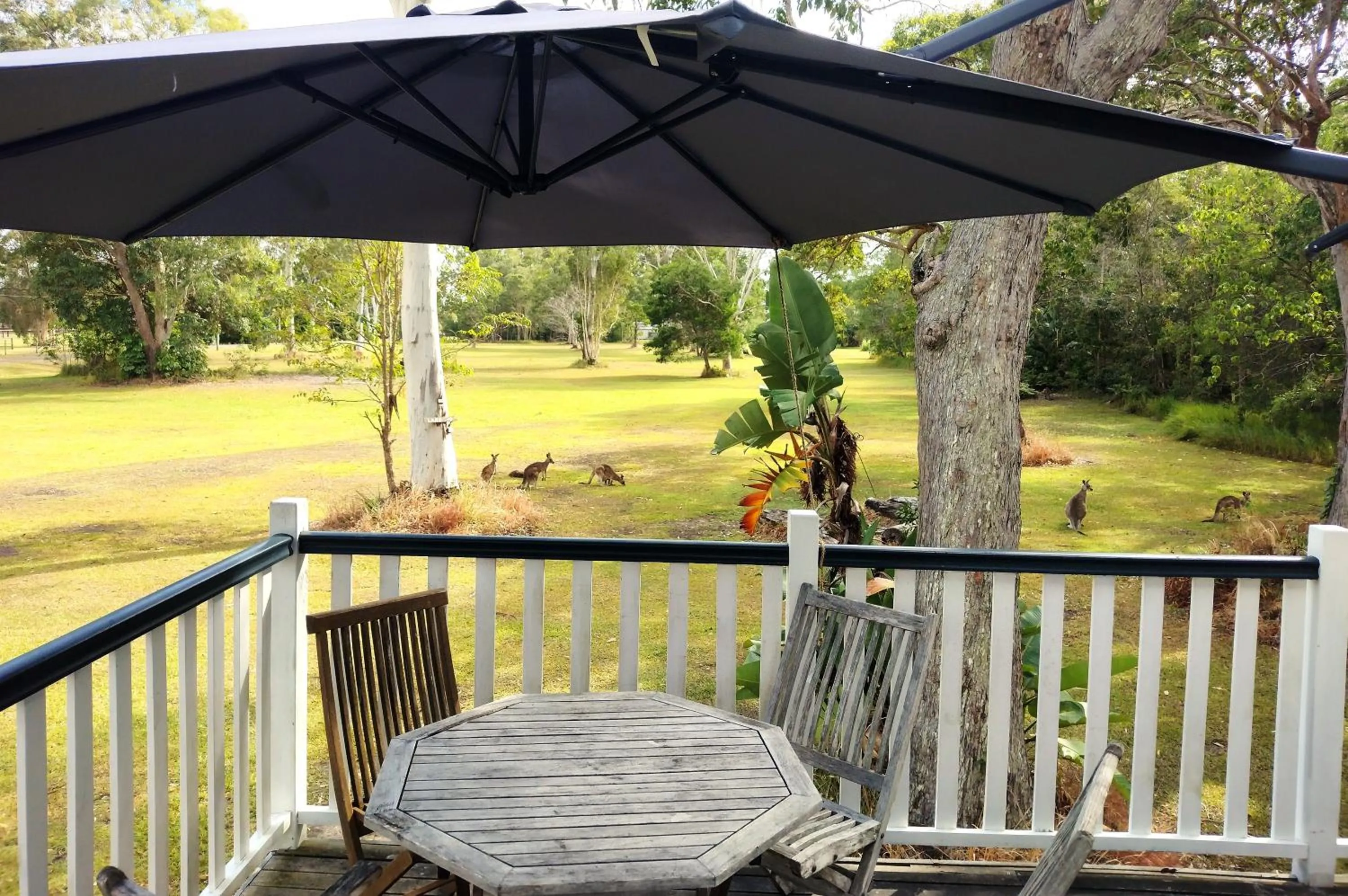 Lake Weyba Noosa Lodge & Kangaroos