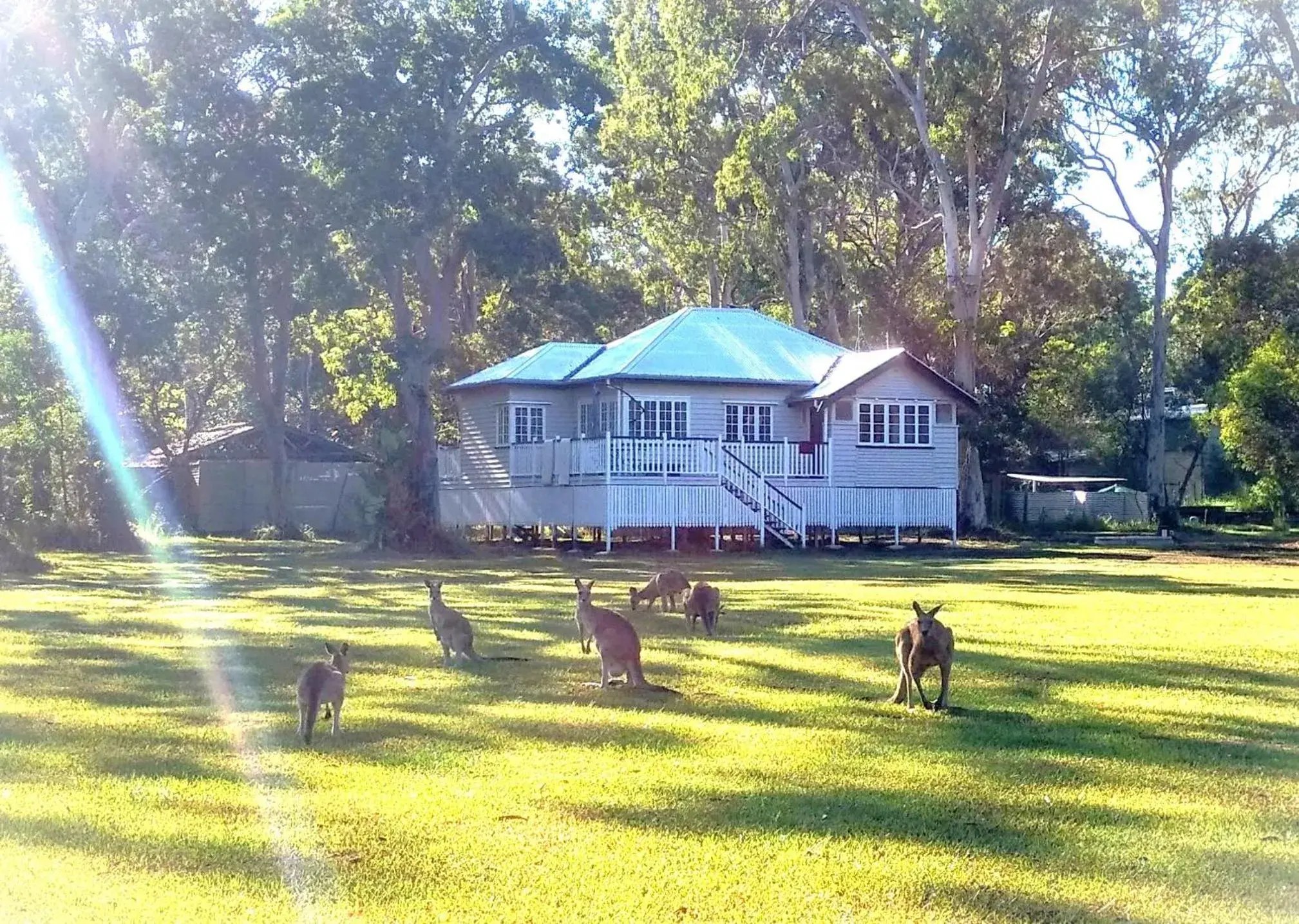 Lake Weyba Noosa Lodge & Kangaroos Lake Weyba Noosa Lodge & Kangaroos