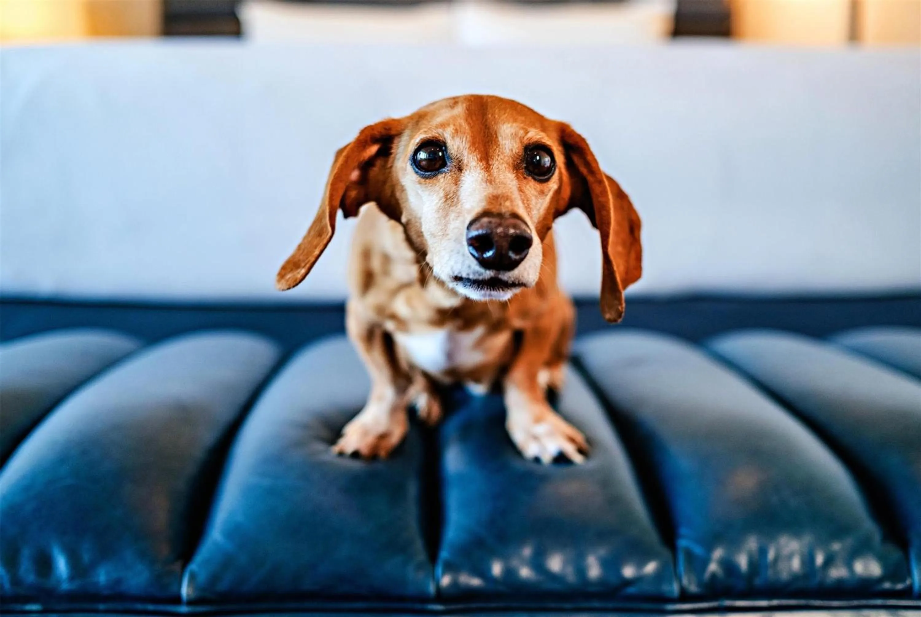 Bedroom in Andaz West Hollywood, By Hyatt