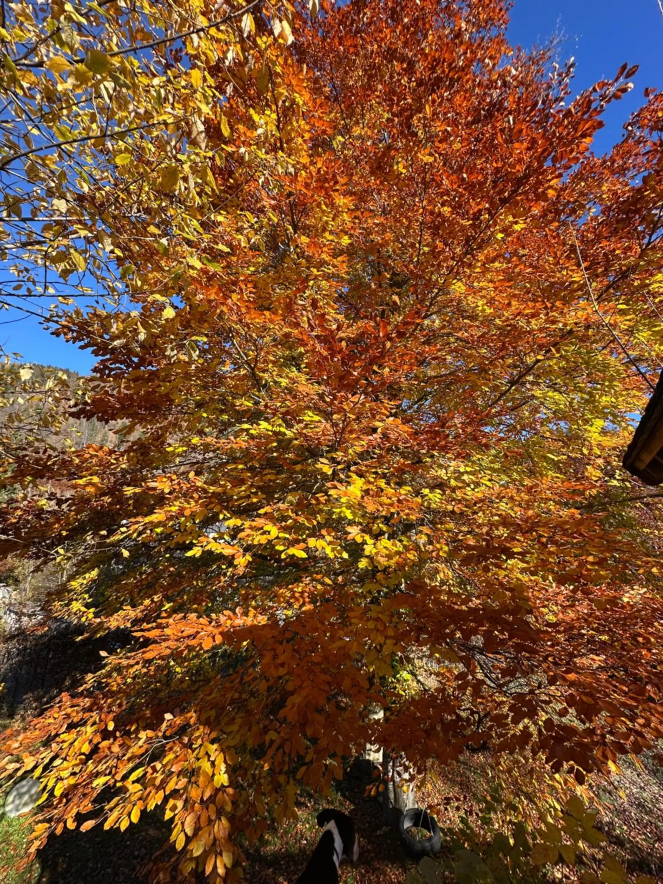 Autumn in Landgasthof & Restaurant Batzenhäusl