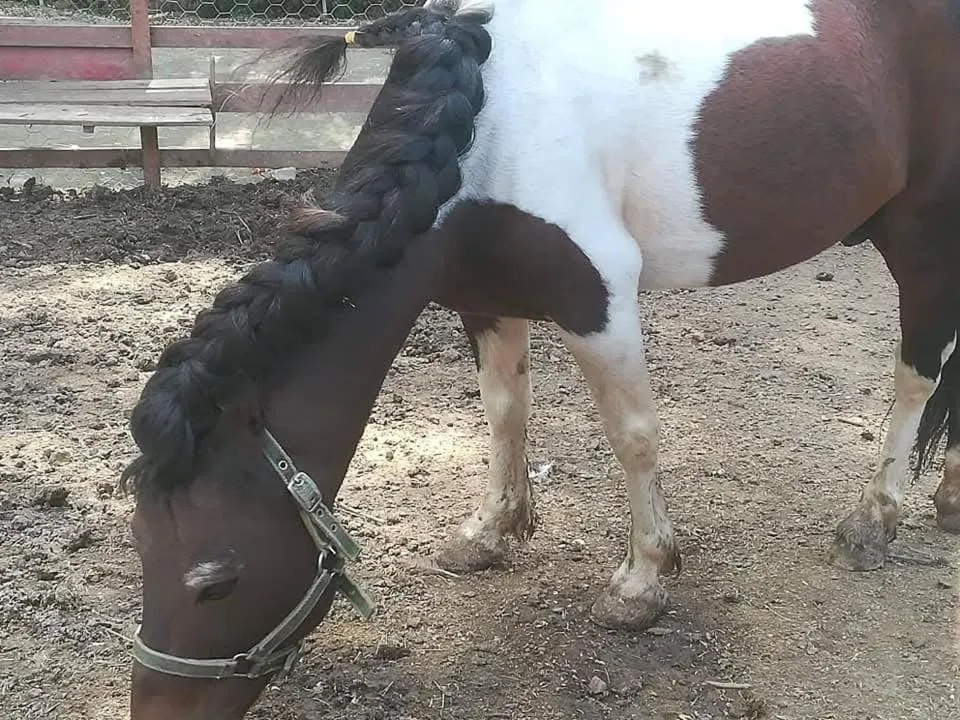 Etno selo Vile Jefimija, selo Preobrazenje, Vranje
