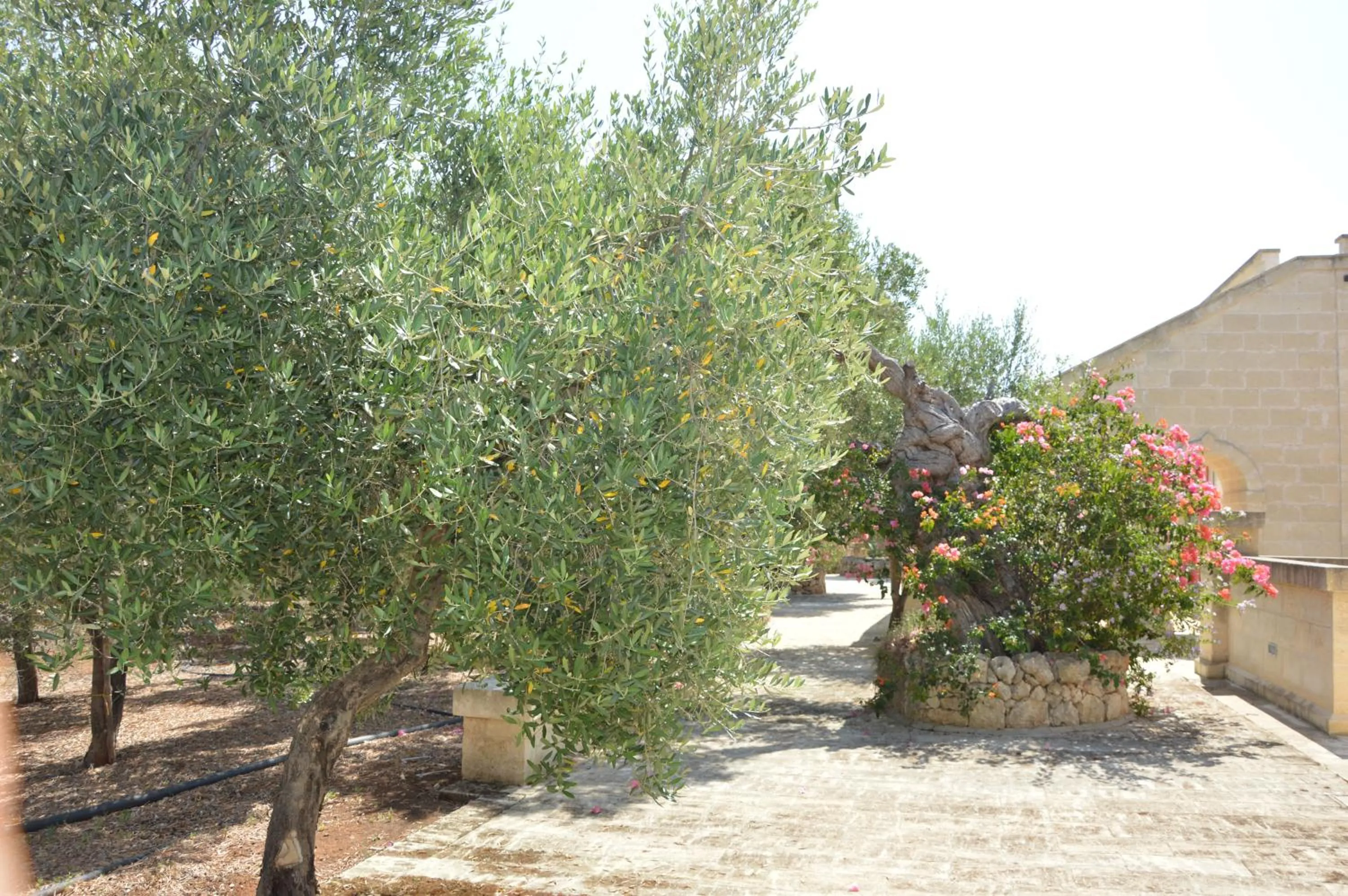 Spring in Agriturismo Masseria San Leonardo