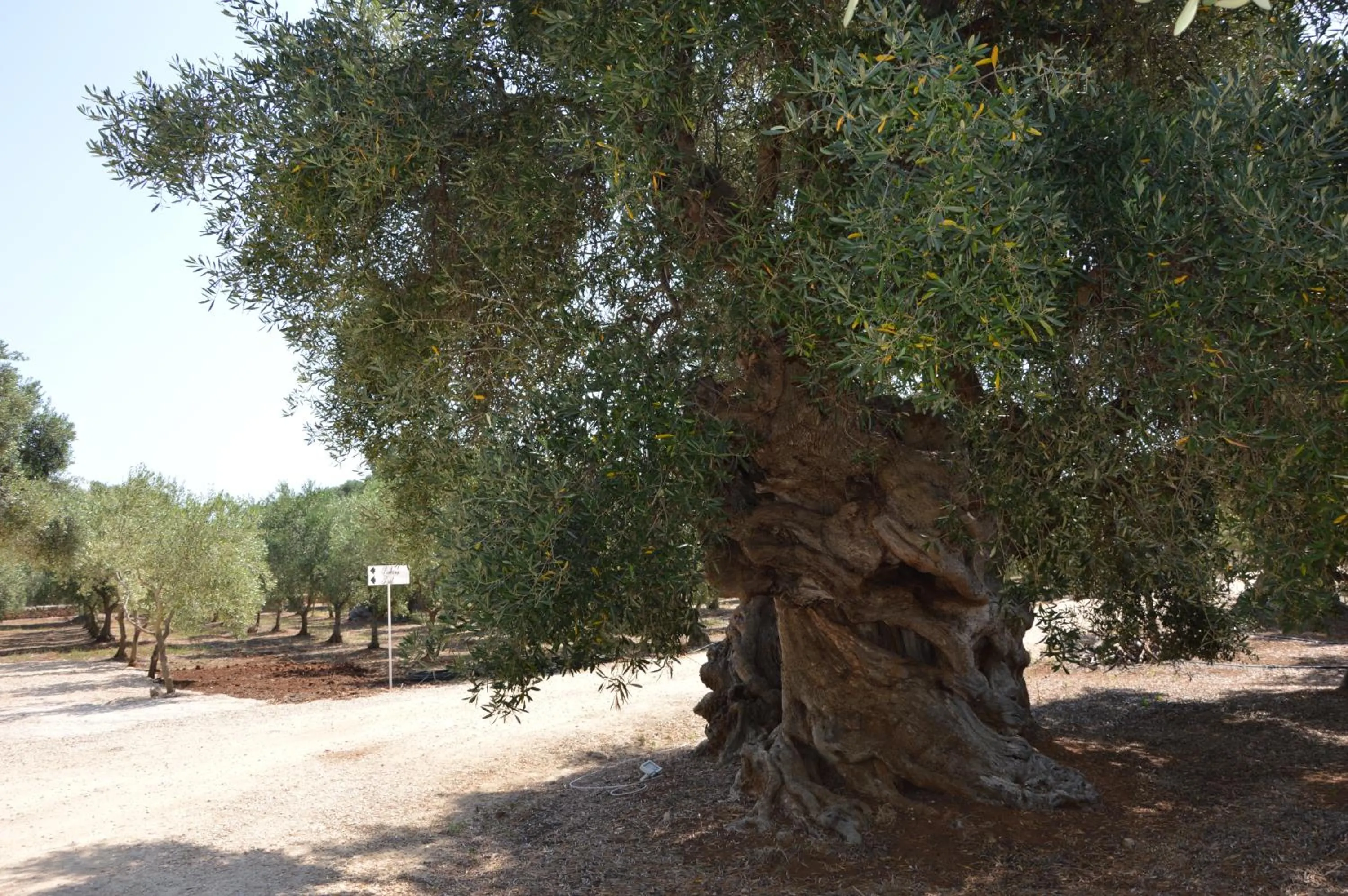 Garden in Agriturismo Masseria San Leonardo