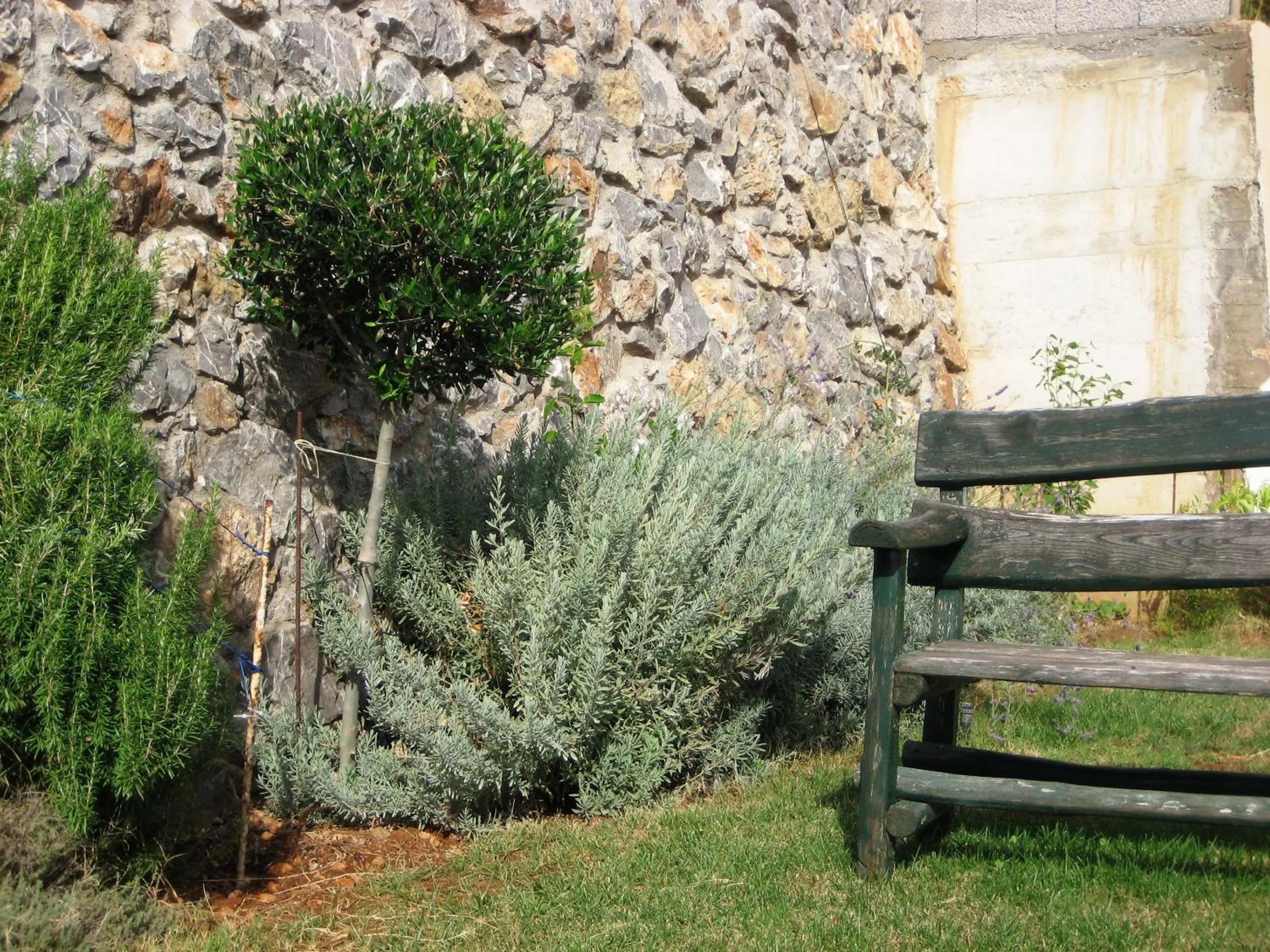 Garden in Yiorgos Studios
