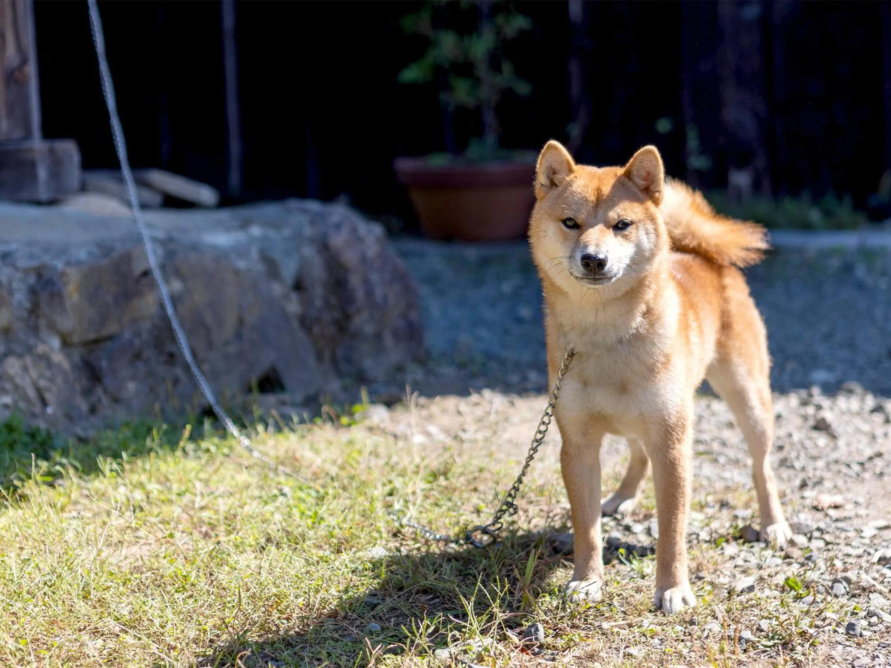 Animals in Taraichitei