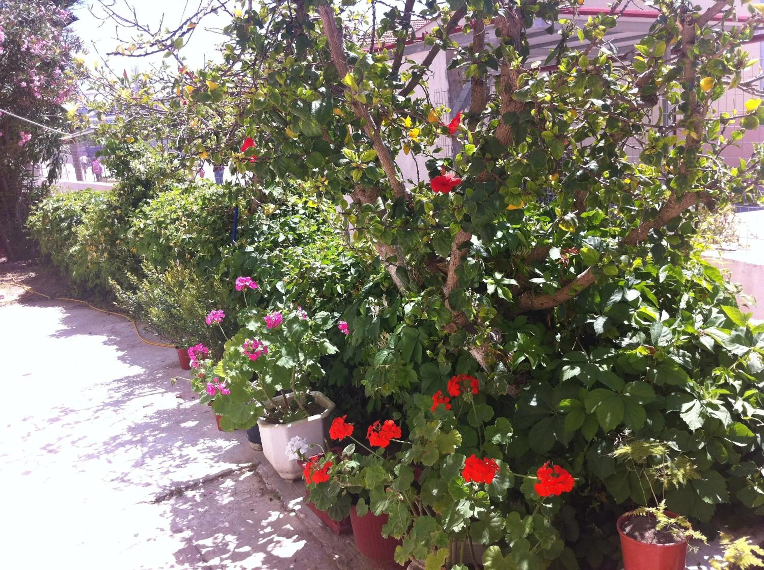Garden in Neapolis Apartments