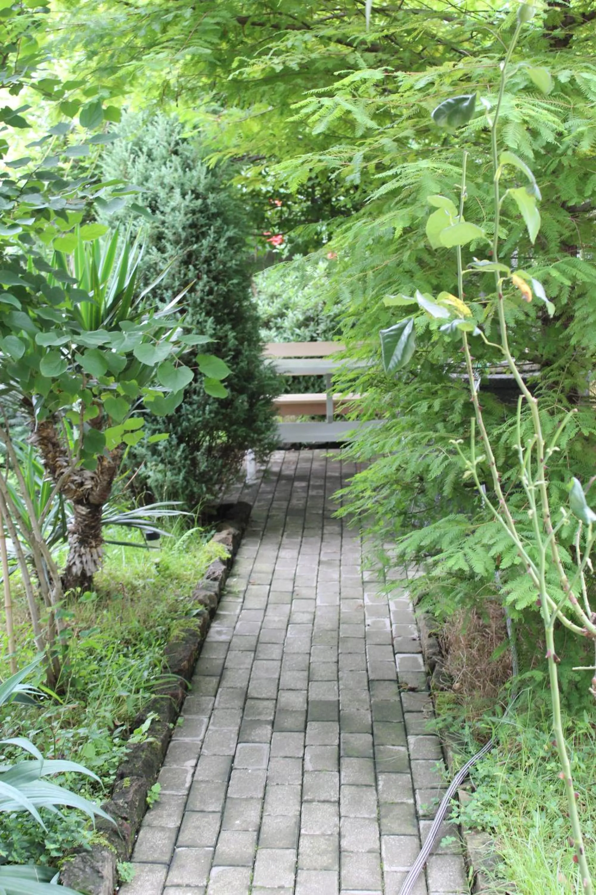 Garden in TJ Guest House