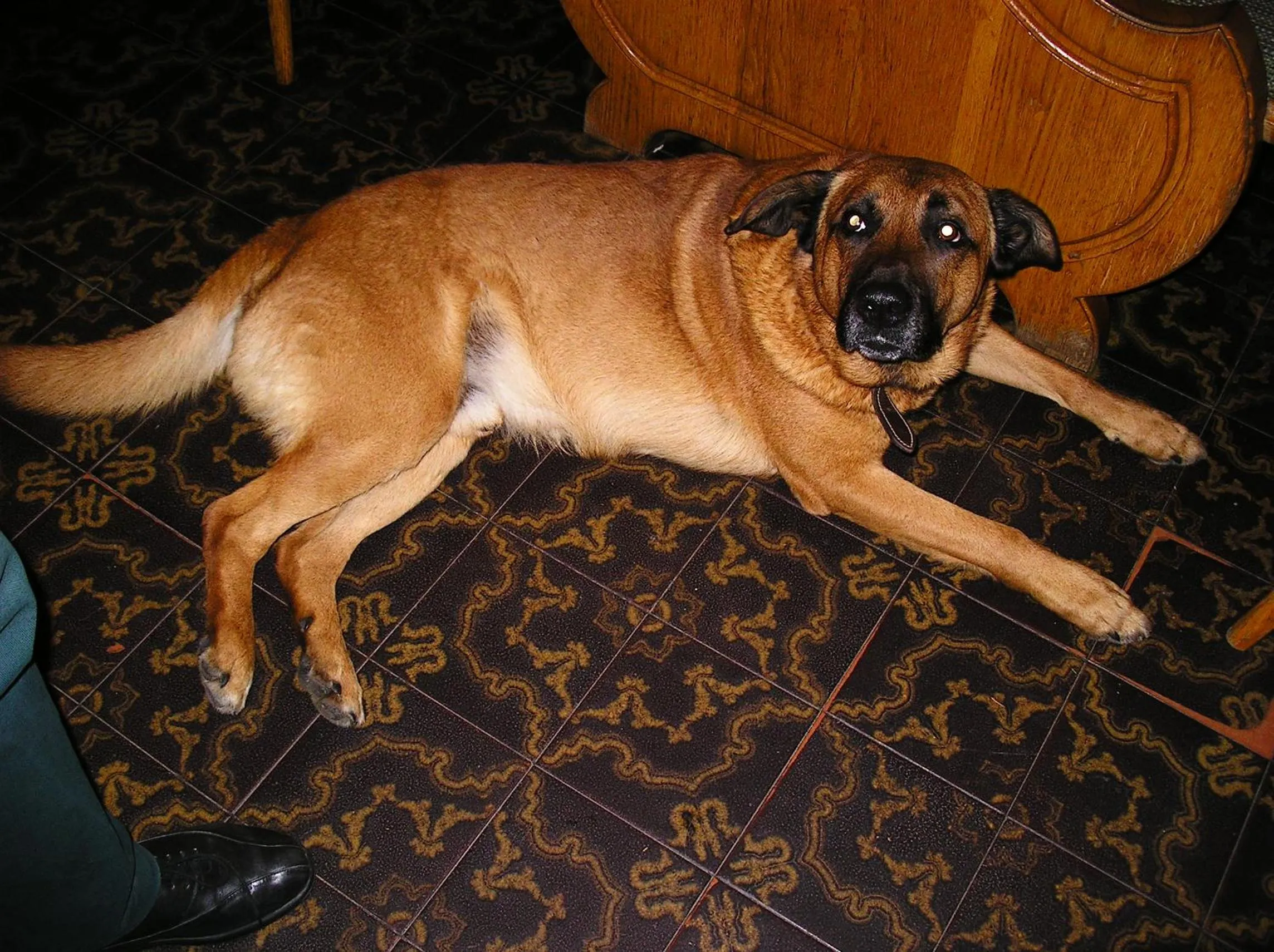 Pets in Hotel Edelweiss