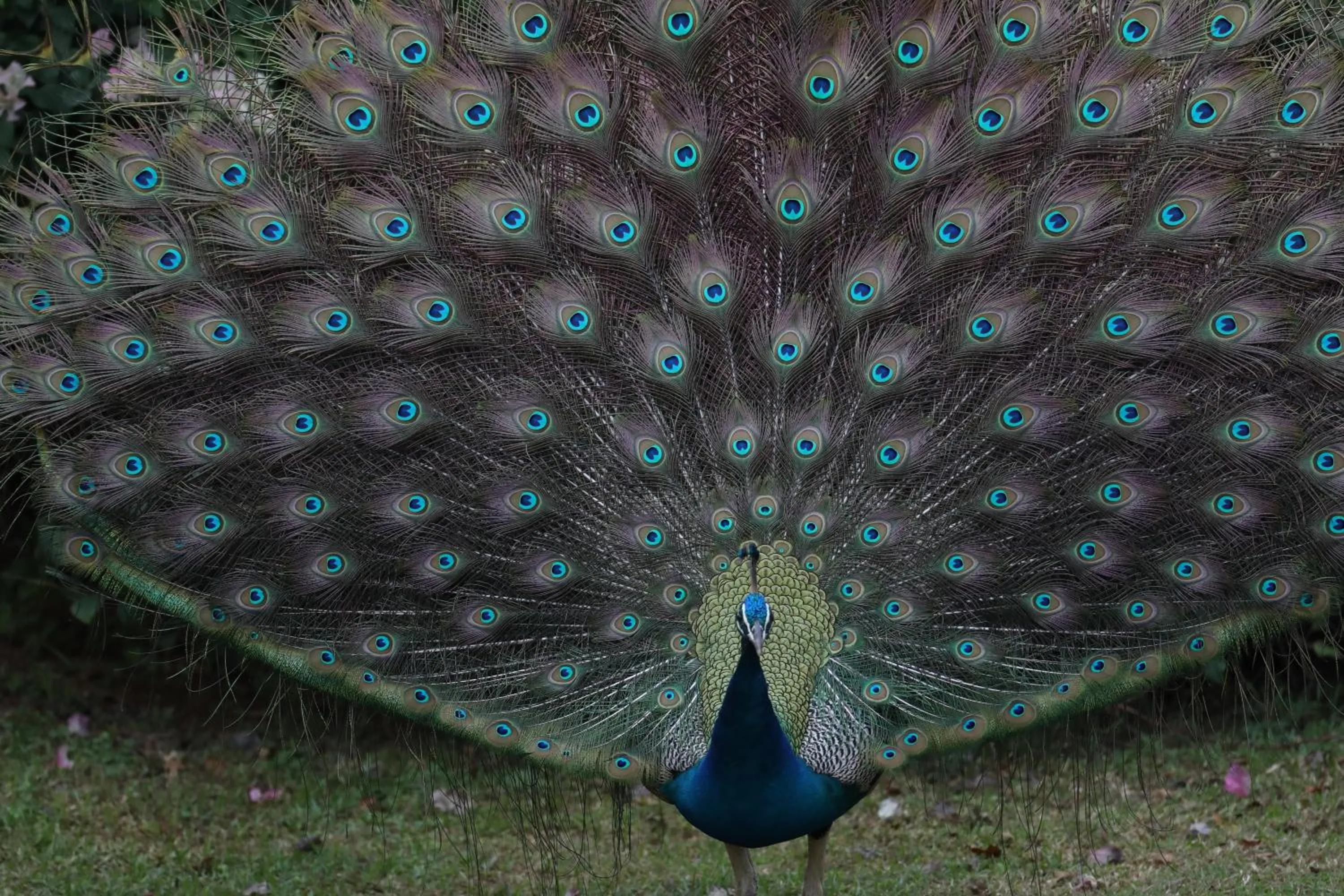 Animals in Hibiscus Garden Hotel