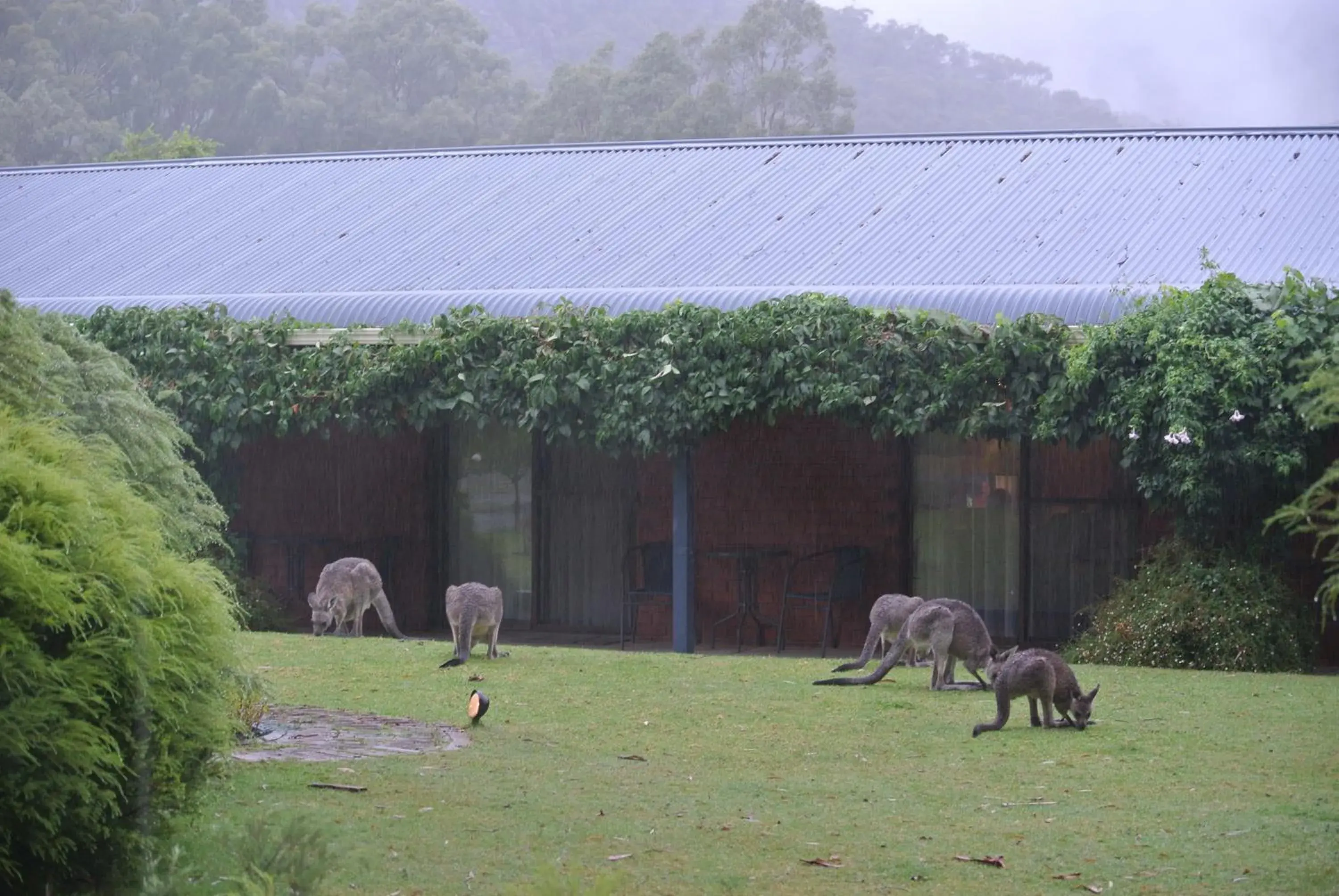 Animals in Kookaburra Motor Lodge Animals in Kookaburra Motor Lodge