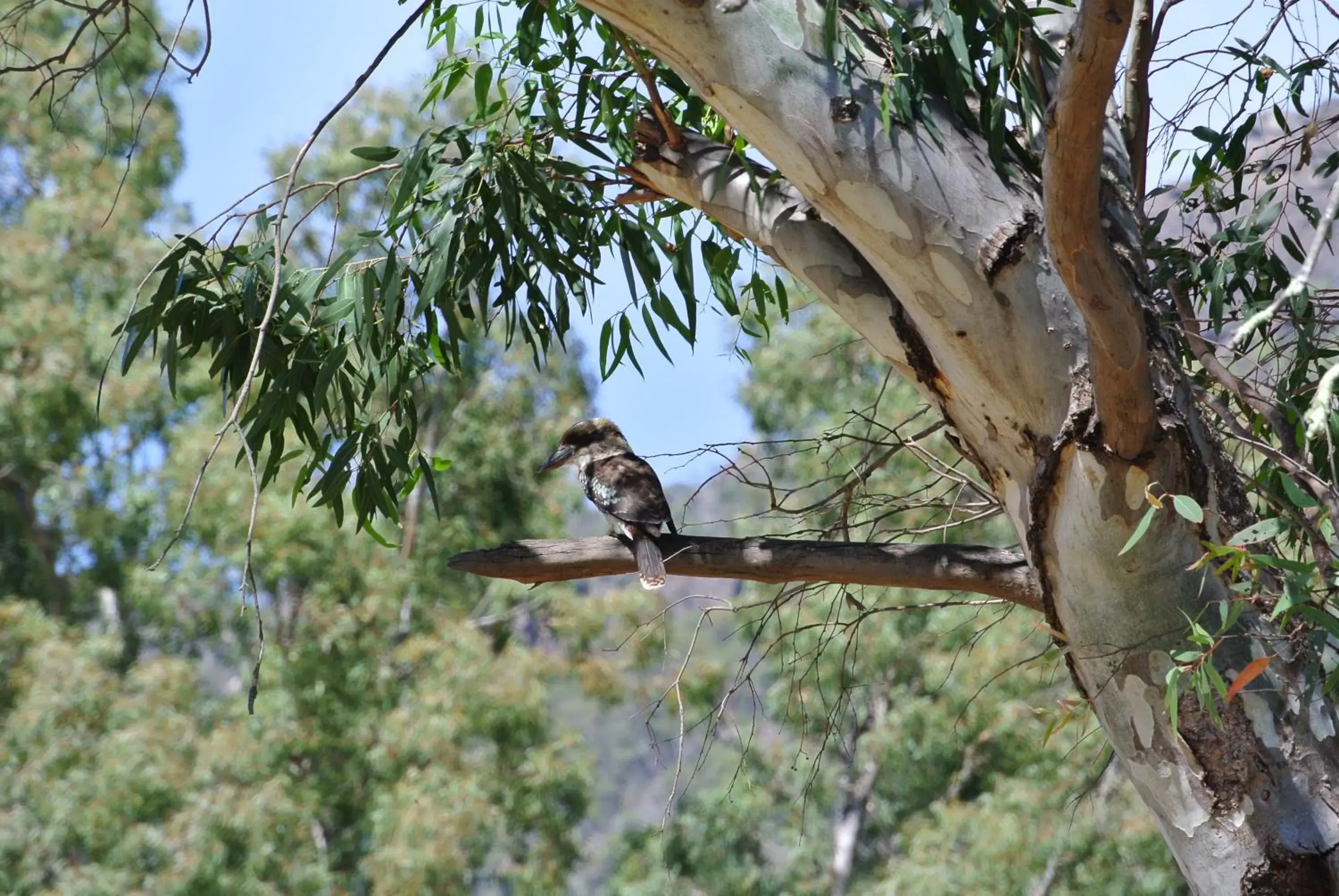 Animals in Kookaburra Motor Lodge Animals in Kookaburra Motor Lodge