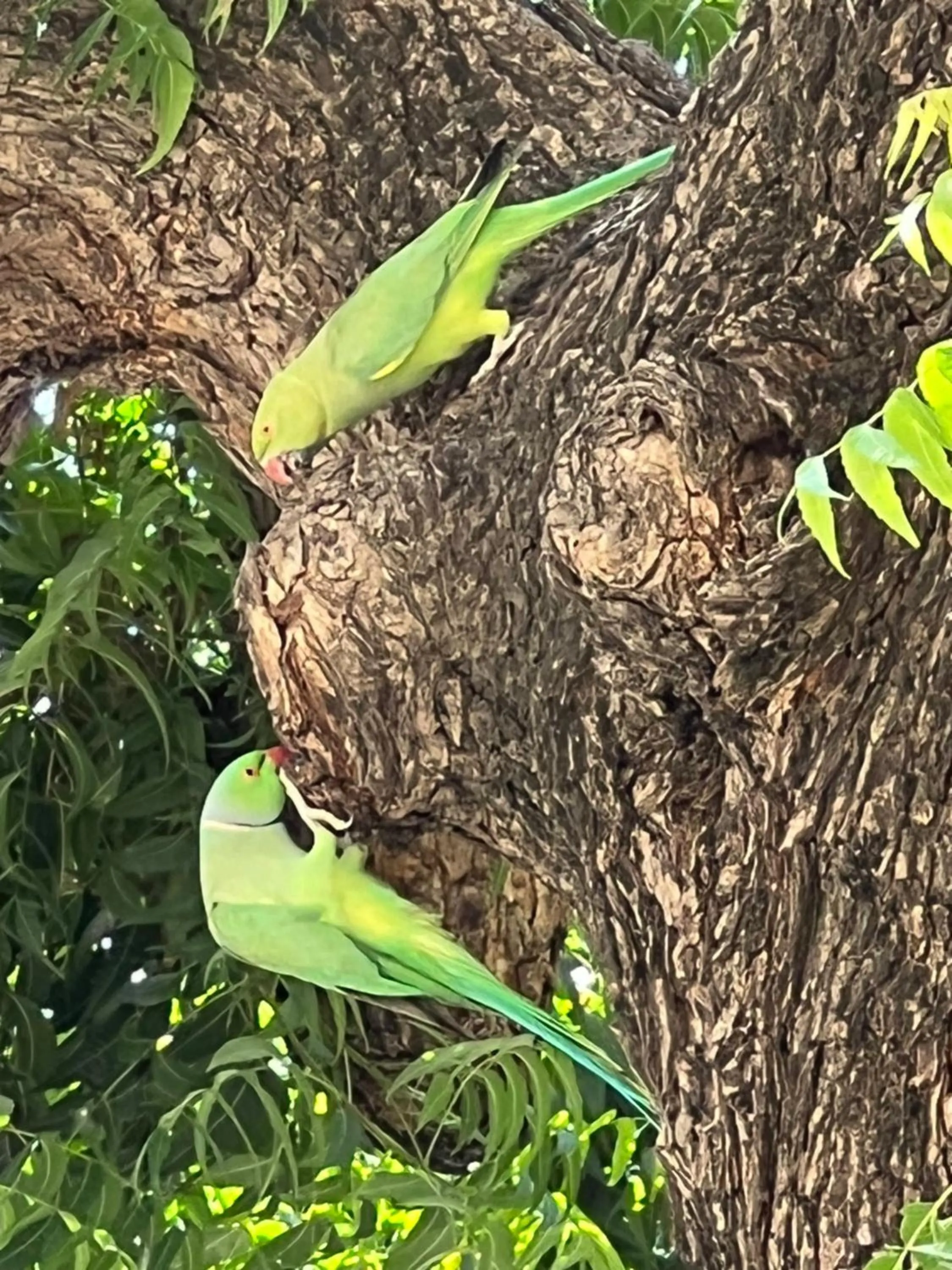 Natural landscape in Fort Barli - A 16th Century Castle