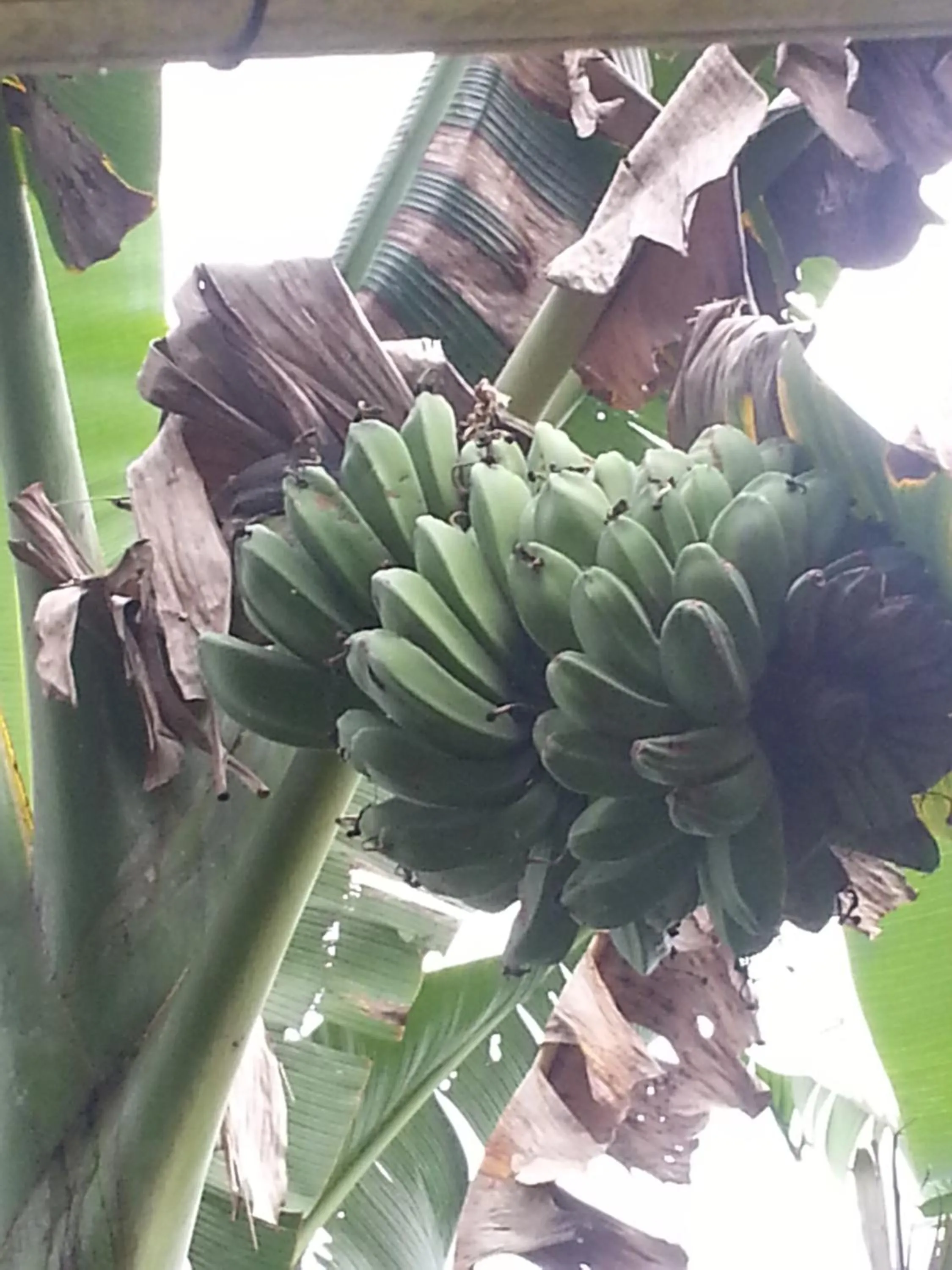 Natural landscape in Khrisna Hs and Cottages