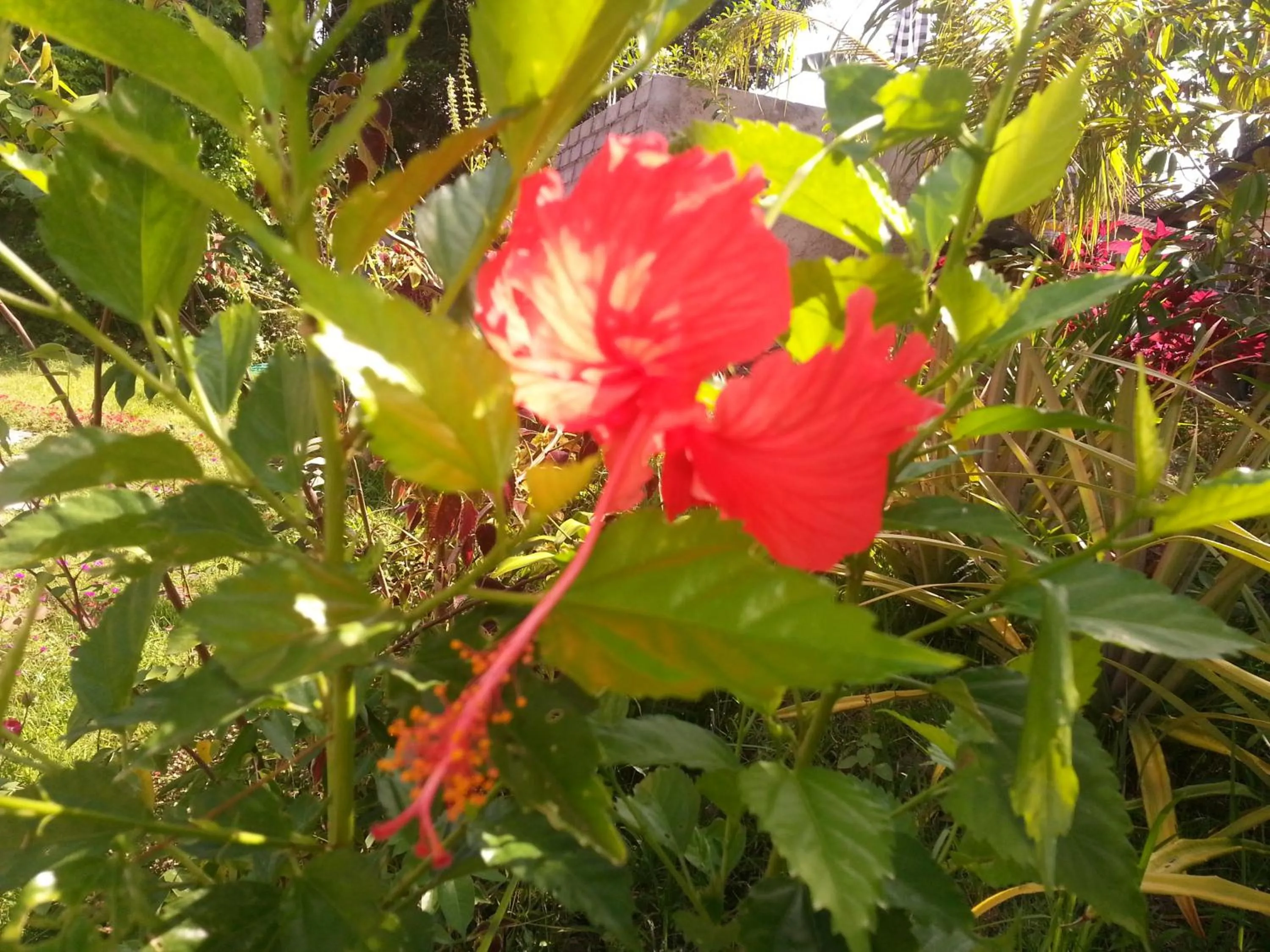 Natural landscape in Khrisna Hs and Cottages