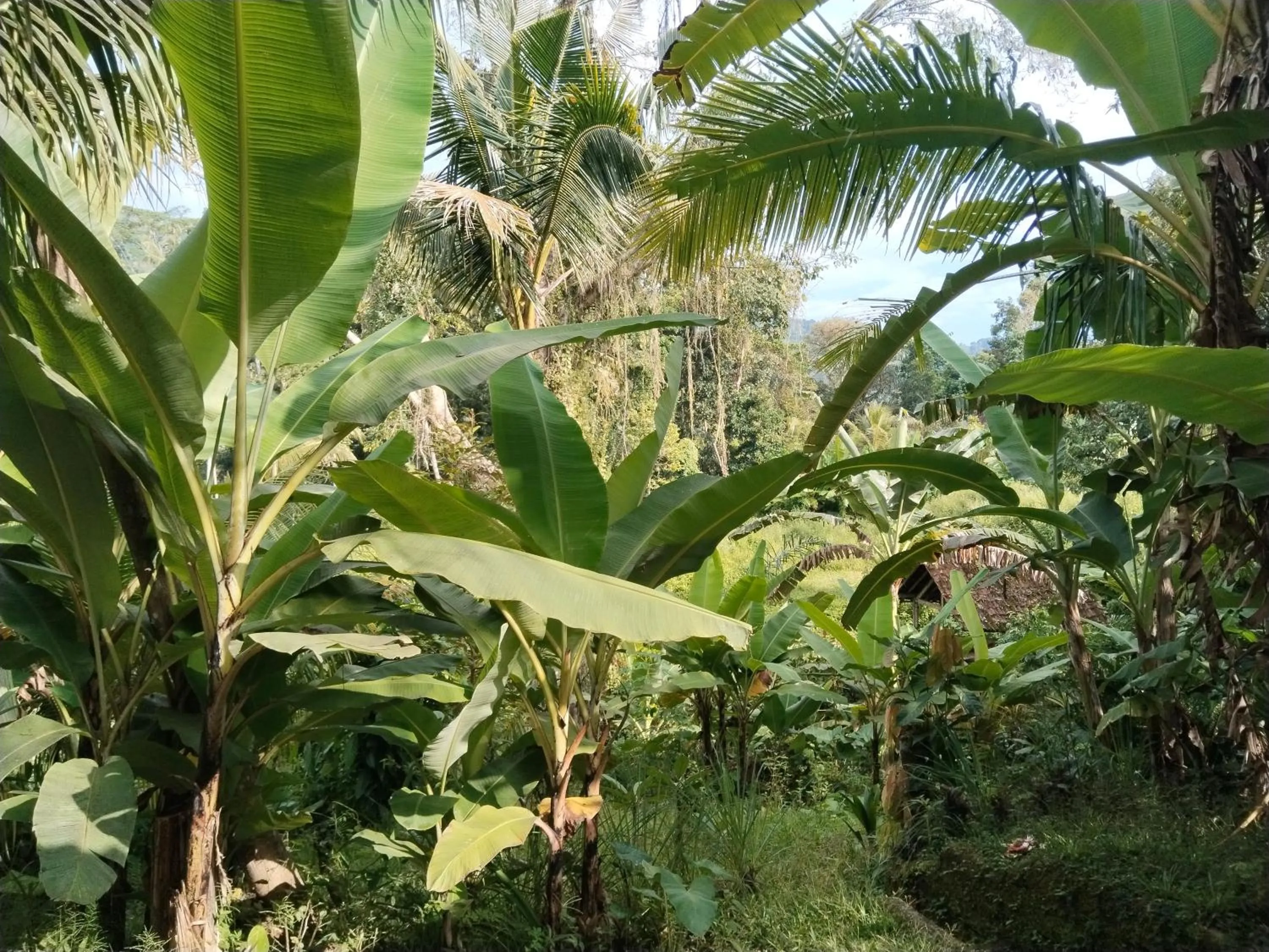 View (from property/room) in Khrisna Hs and Cottages