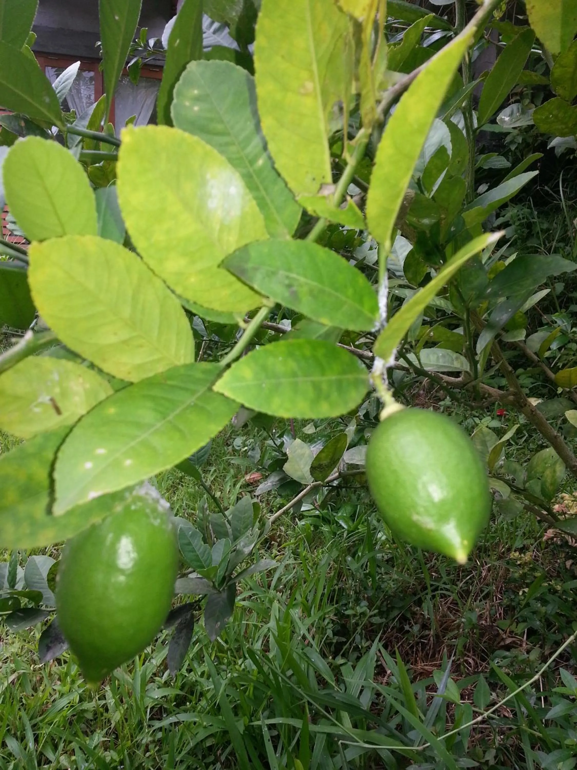 Natural landscape in Khrisna Hs and Cottages