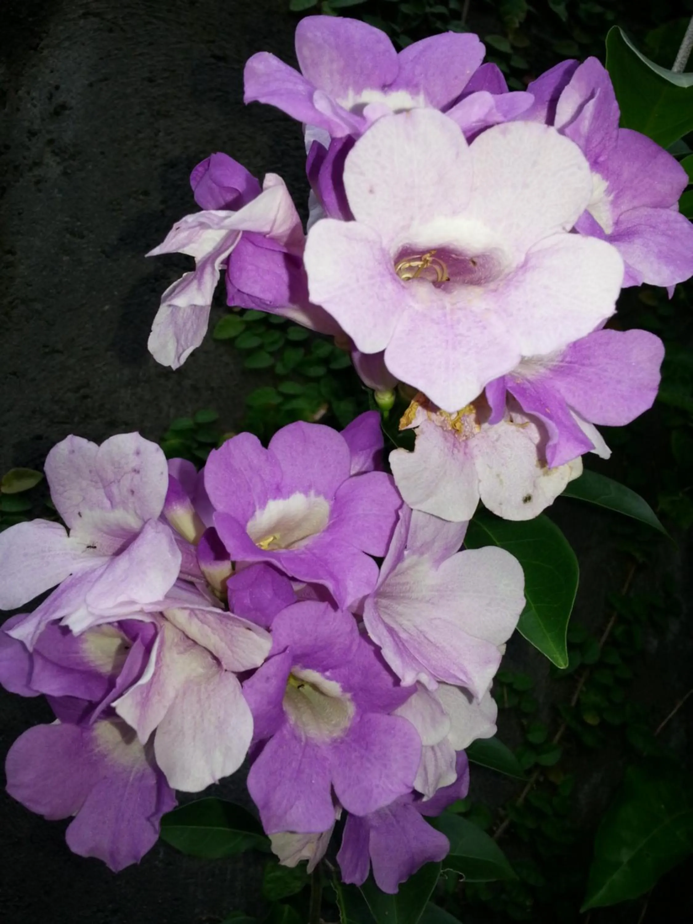 Natural landscape in Khrisna Hs and Cottages