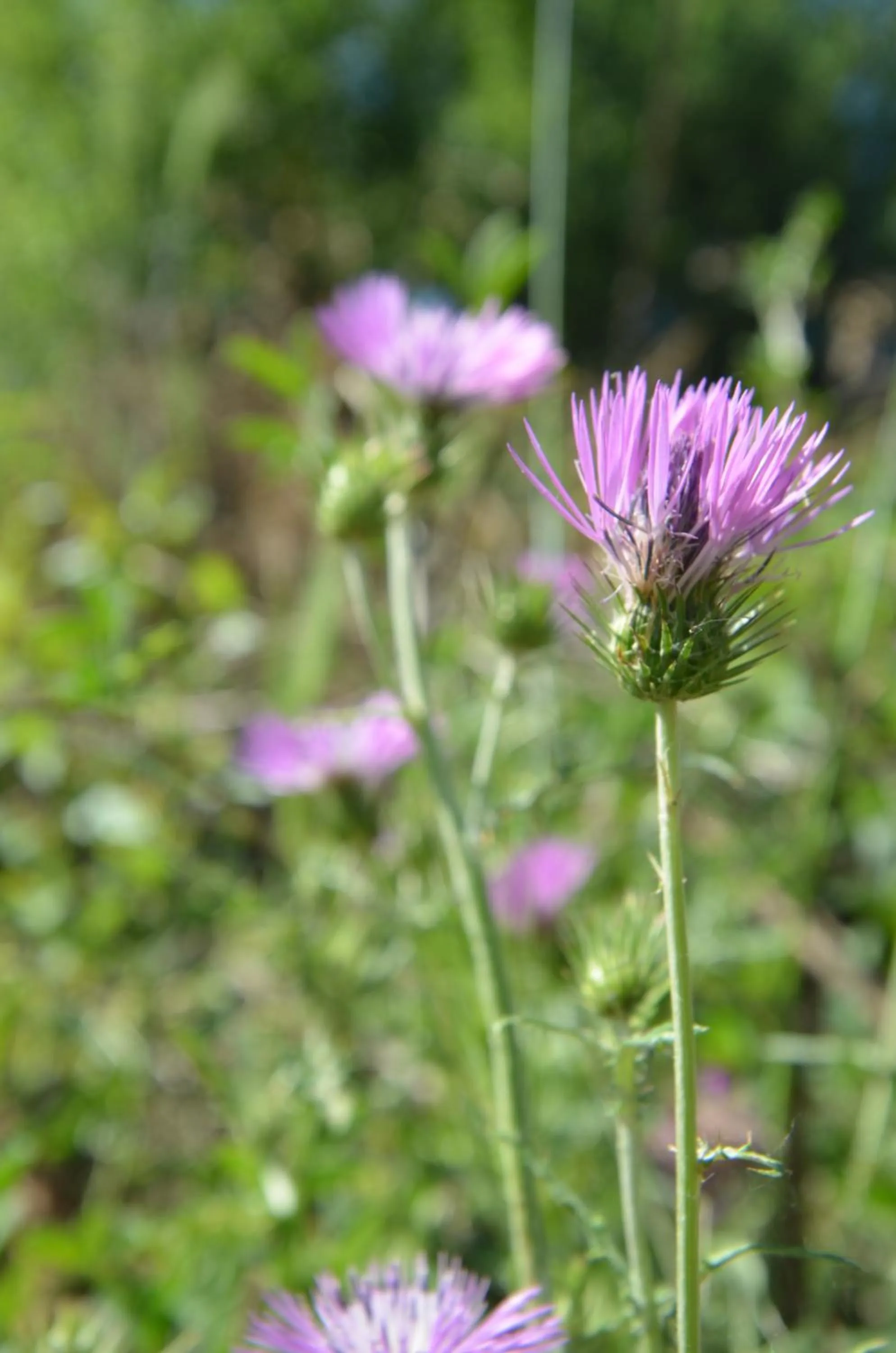 Spring in Hotel Toscano