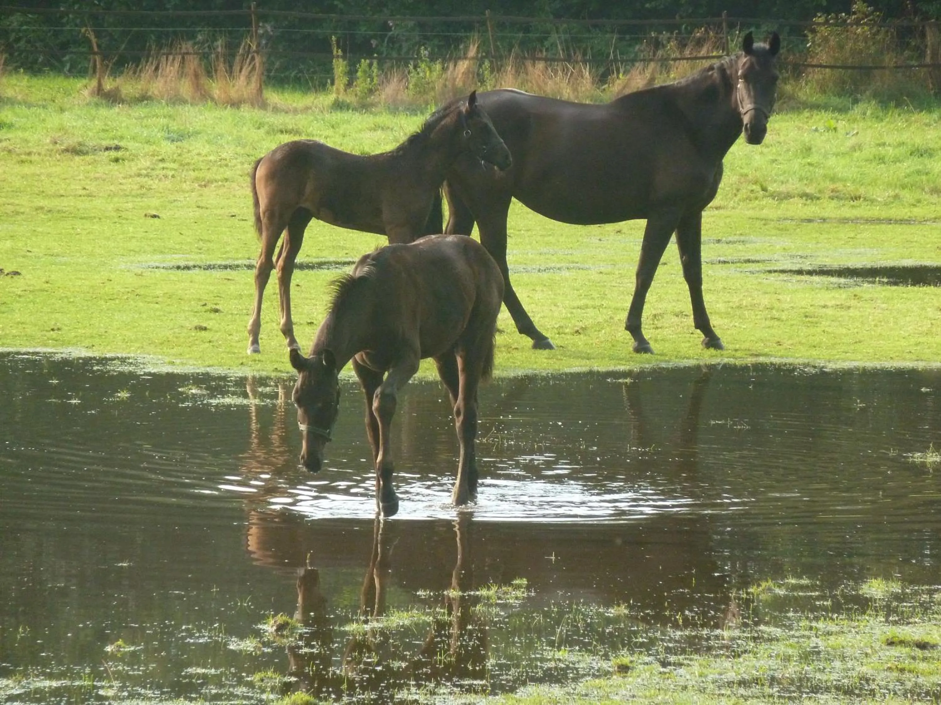 Animals in Hotel Up de Birke