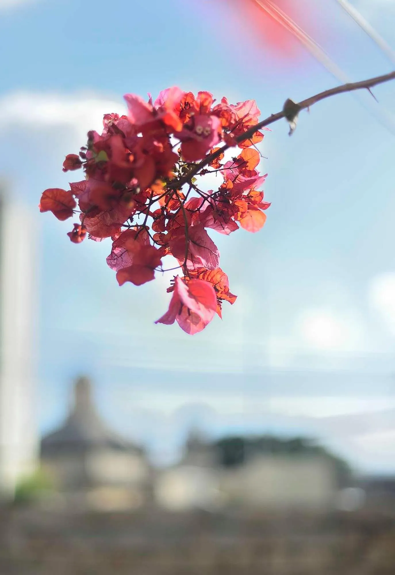 Garden view in The Burrow Guest House