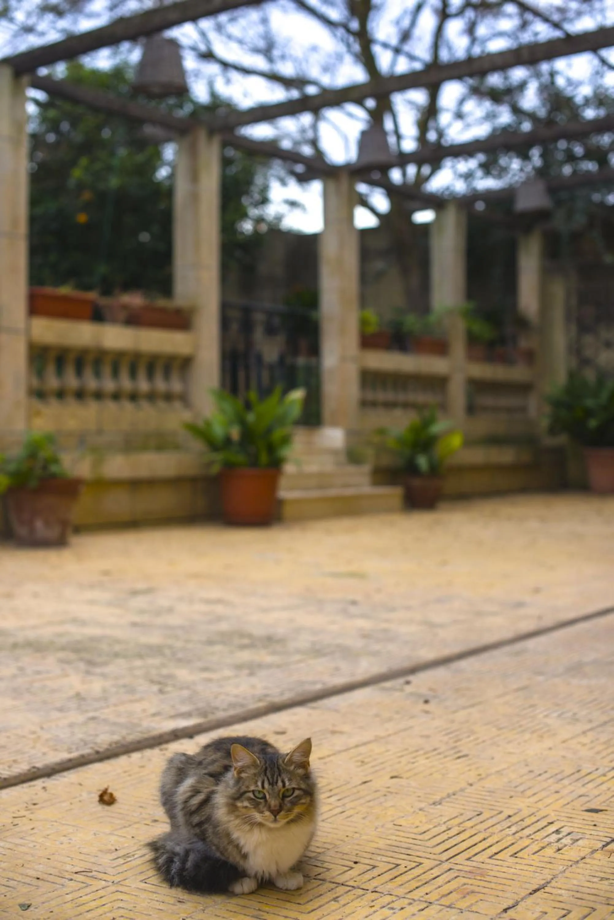 Pets in Ta' Bertu Host Family Bed & Breakfast