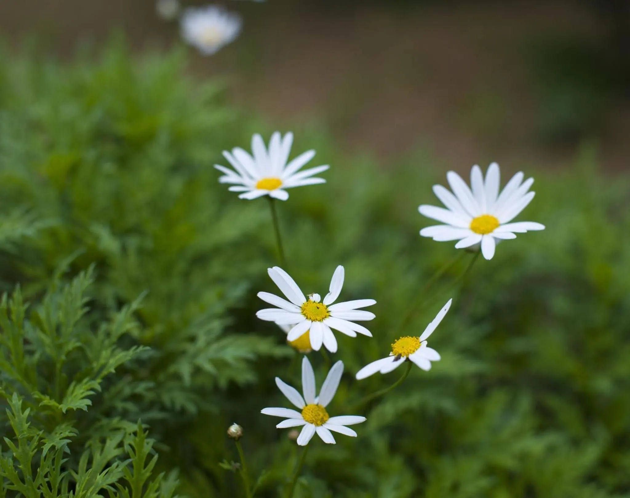 Other in Ta' Bertu Host Family Bed & Breakfast