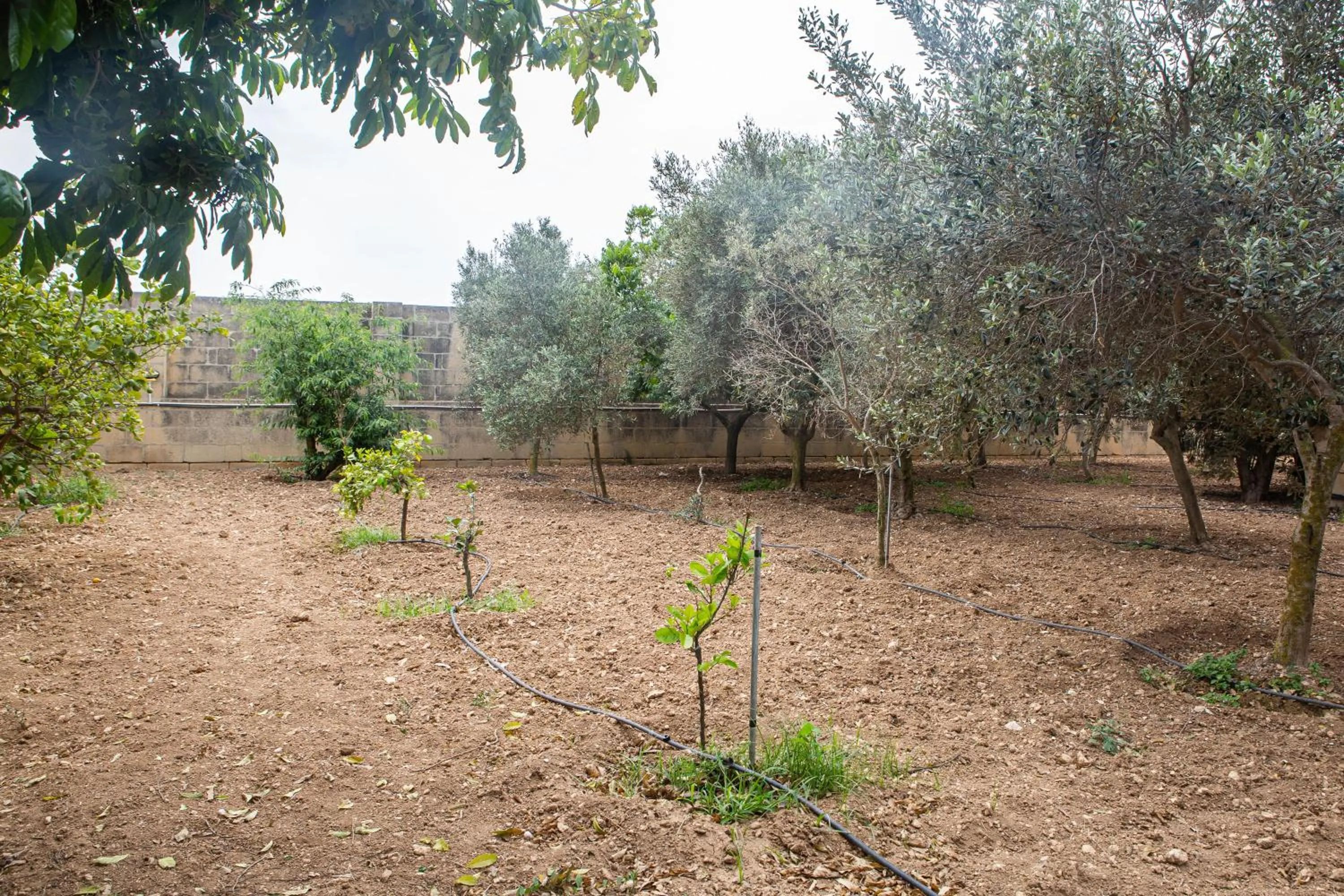 Garden in Ta' Bertu Host Family Bed & Breakfast