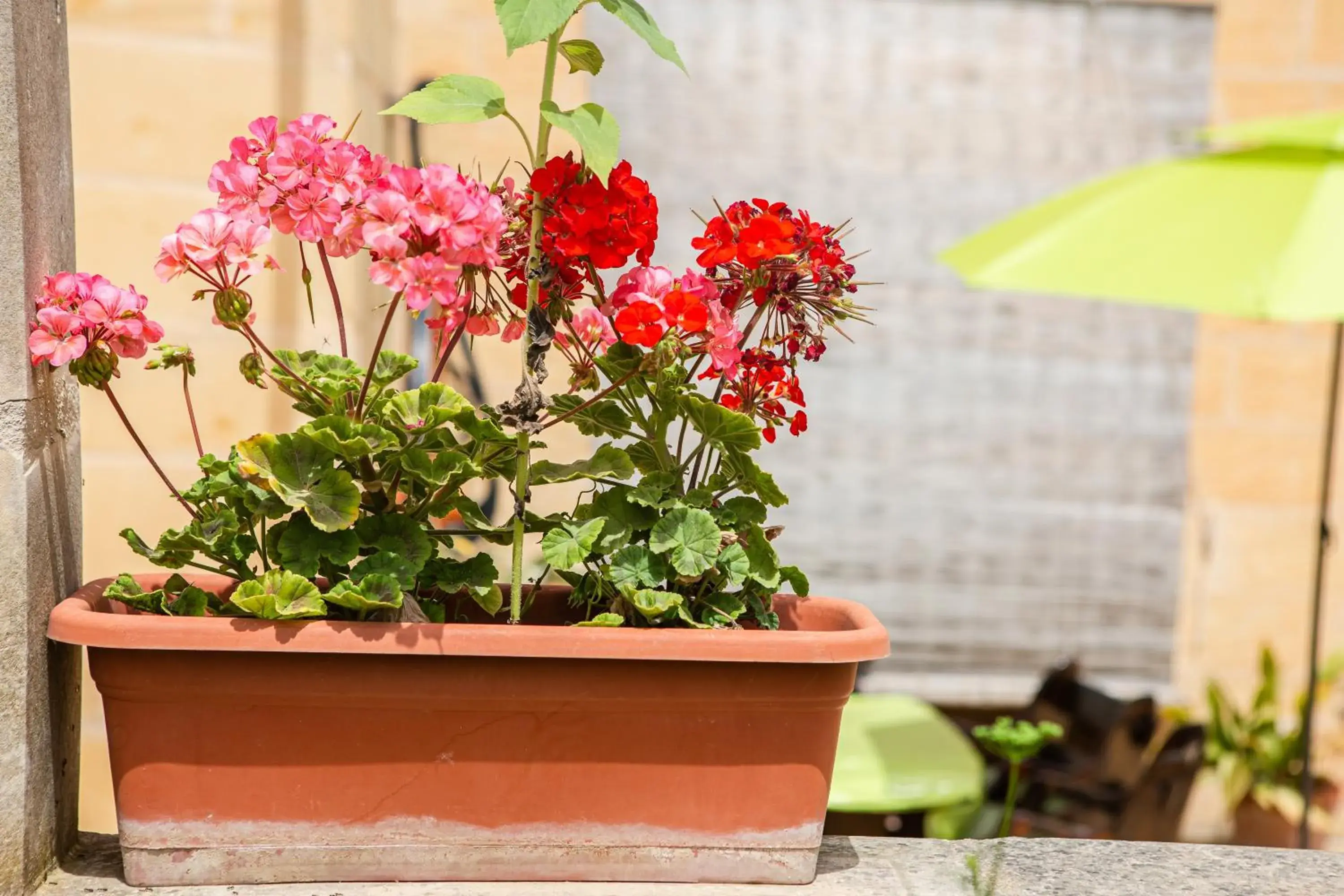 Garden in Ta' Bertu Host Family Bed & Breakfast Garden in Ta' Bertu Host Family Bed & Breakfast