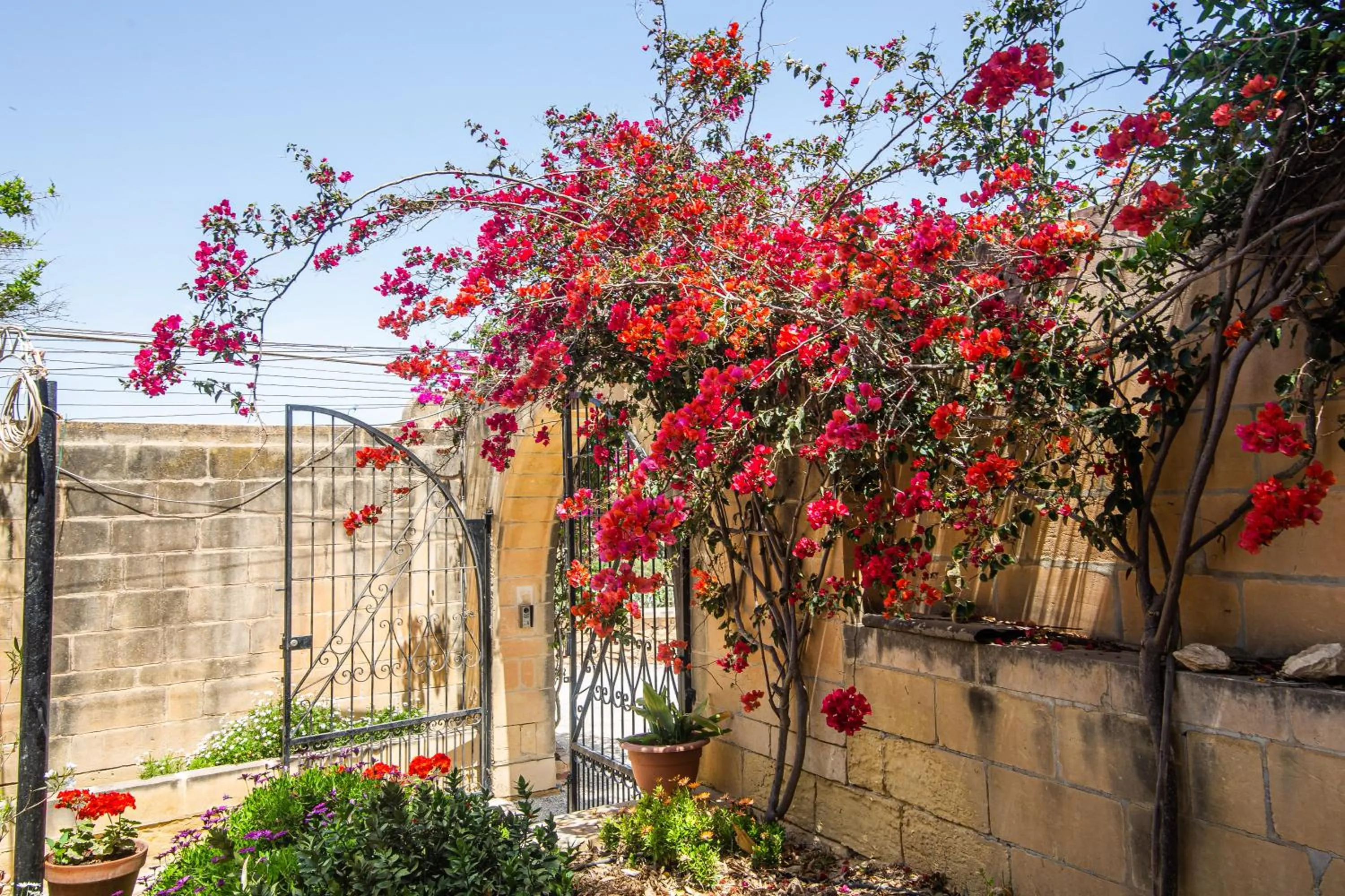 Garden in Ta' Bertu Host Family Bed & Breakfast