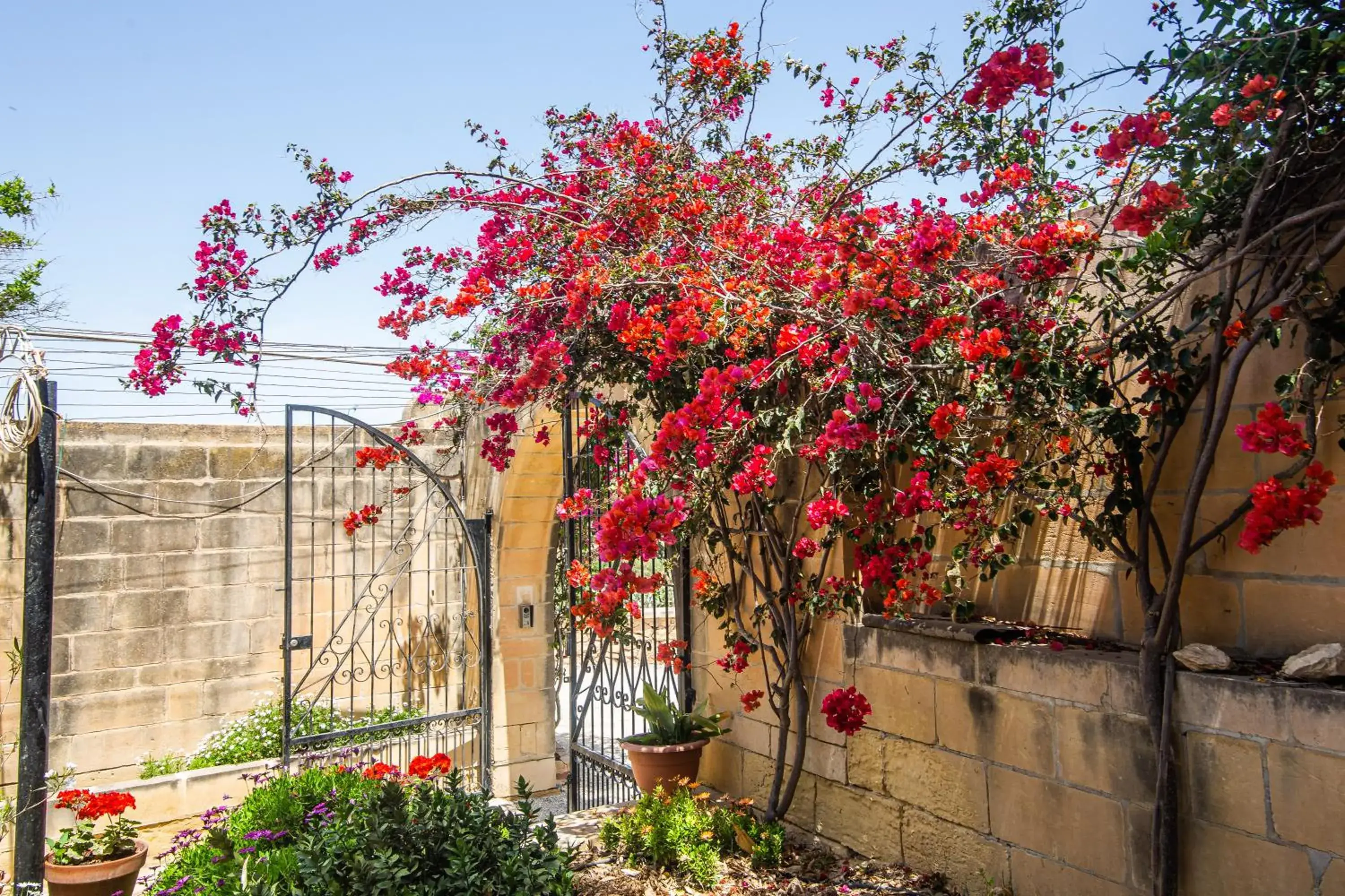 Garden in Ta' Bertu Host Family Bed & Breakfast Garden in Ta' Bertu Host Family Bed & Breakfast