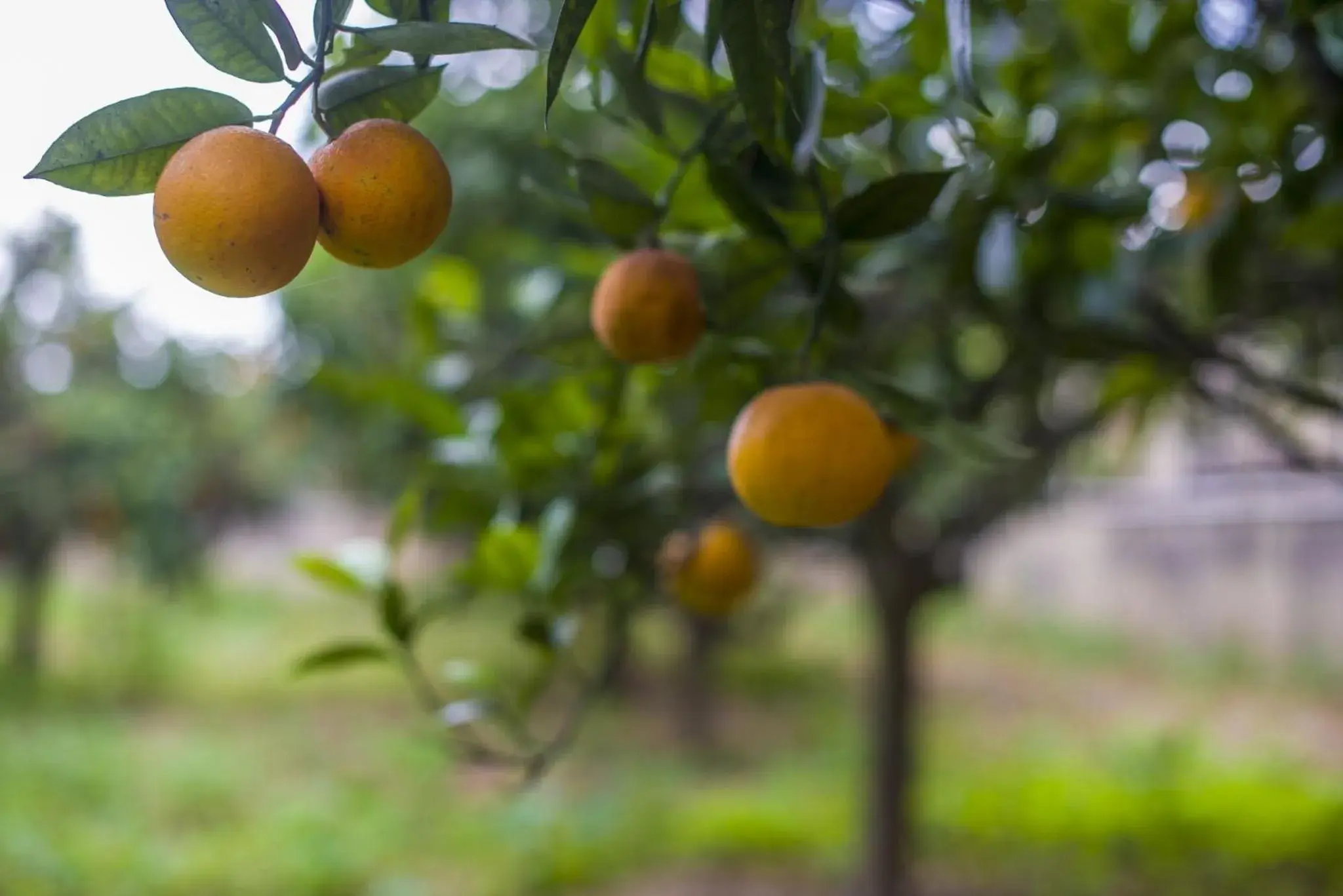 Other in Ta' Bertu Host Family Bed & Breakfast Other in Ta' Bertu Host Family Bed & Breakfast