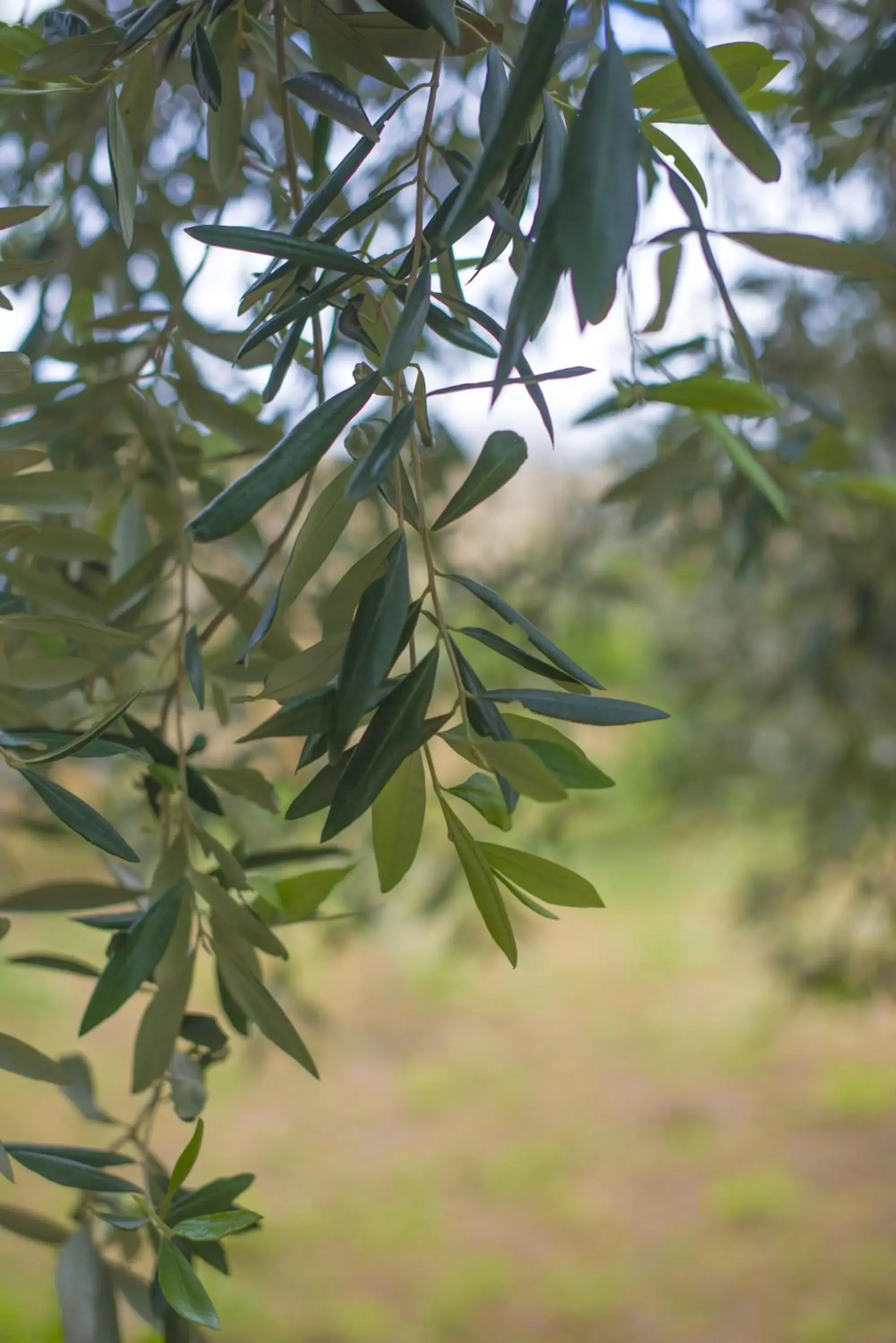 Other in Ta' Bertu Host Family Bed & Breakfast Other in Ta' Bertu Host Family Bed & Breakfast