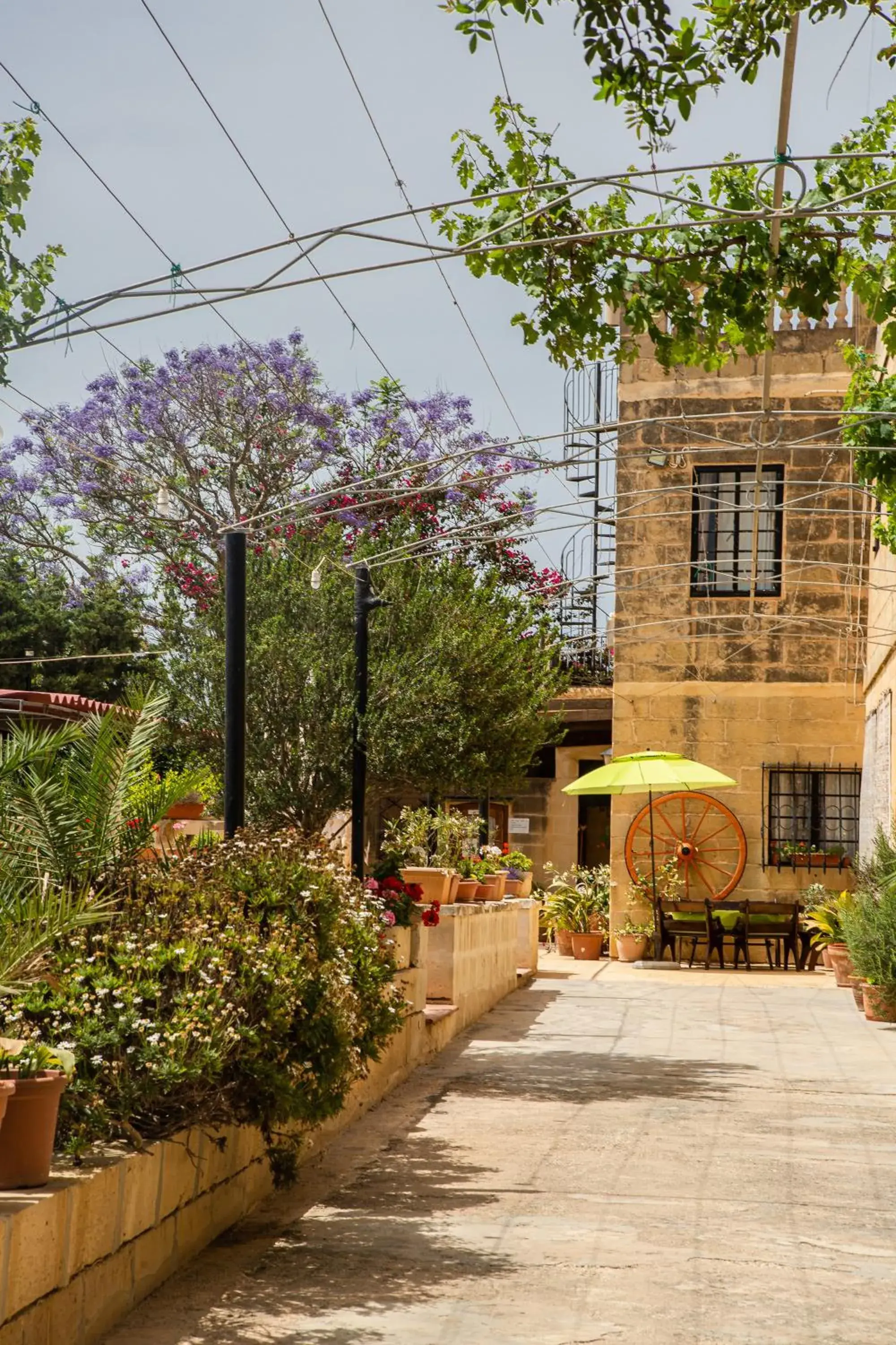 Garden in Ta' Bertu Host Family Bed & Breakfast Garden in Ta' Bertu Host Family Bed & Breakfast