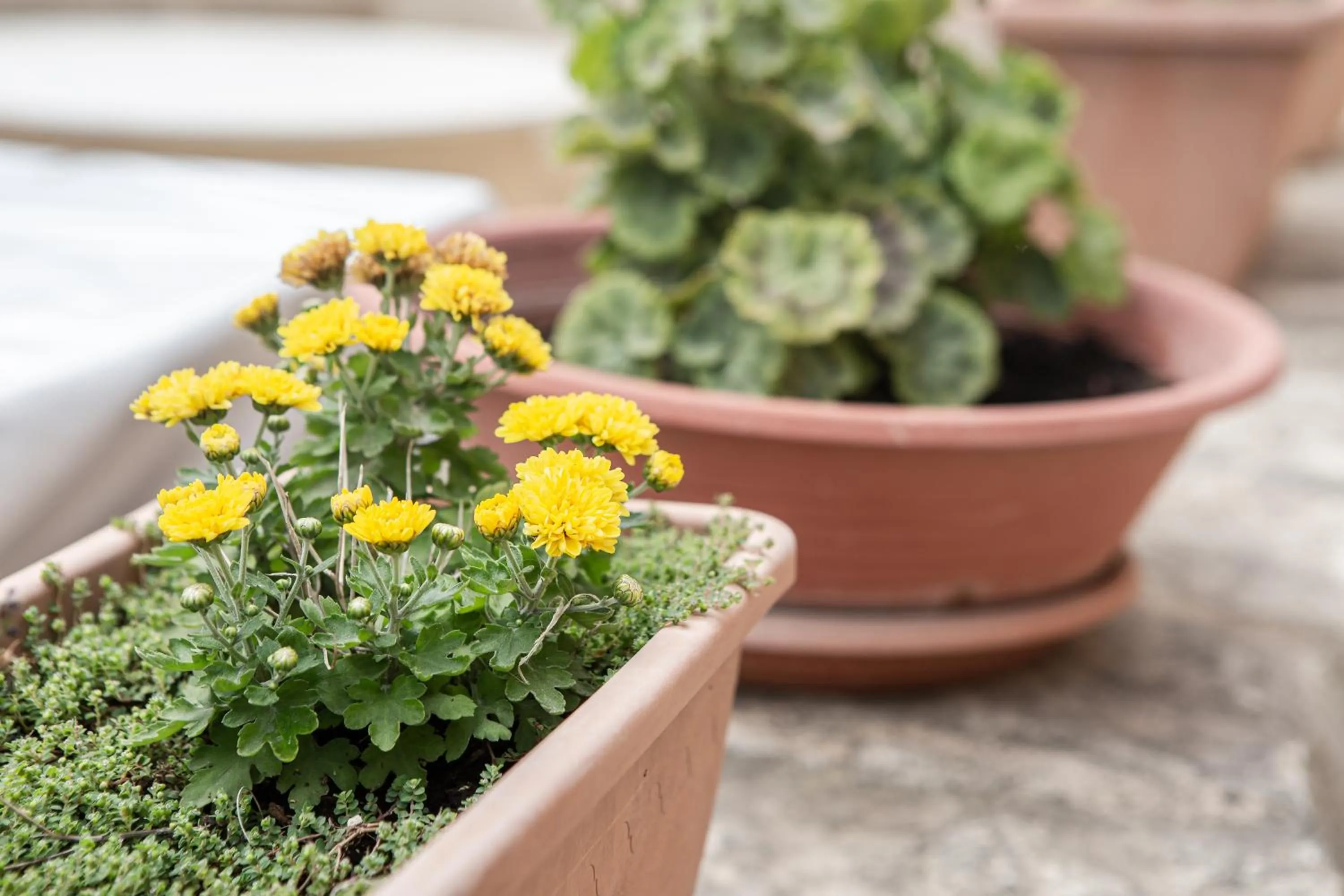 Garden in Ta' Bertu Host Family Bed & Breakfast