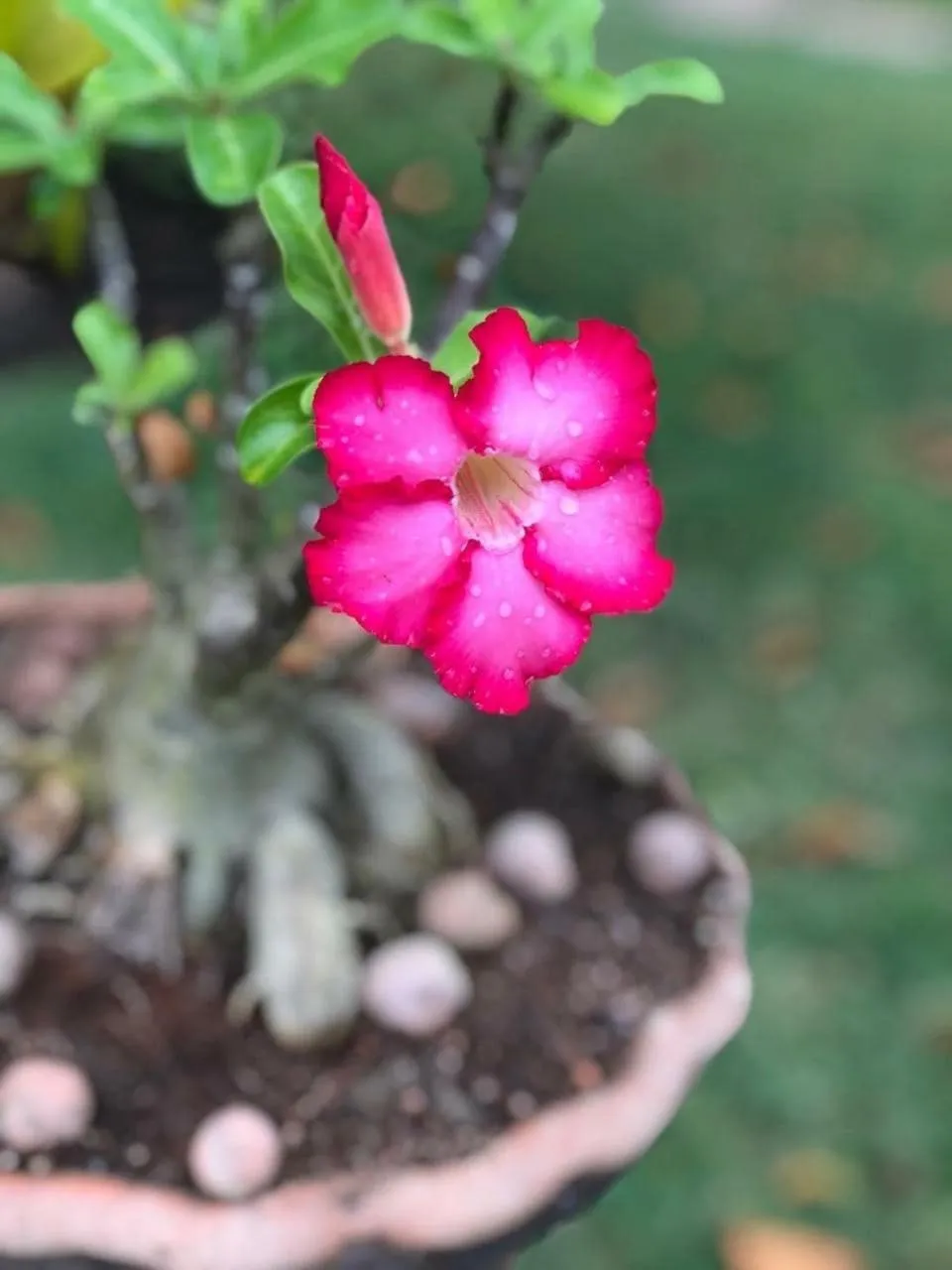 Garden in Pousada Recanto Trancoso