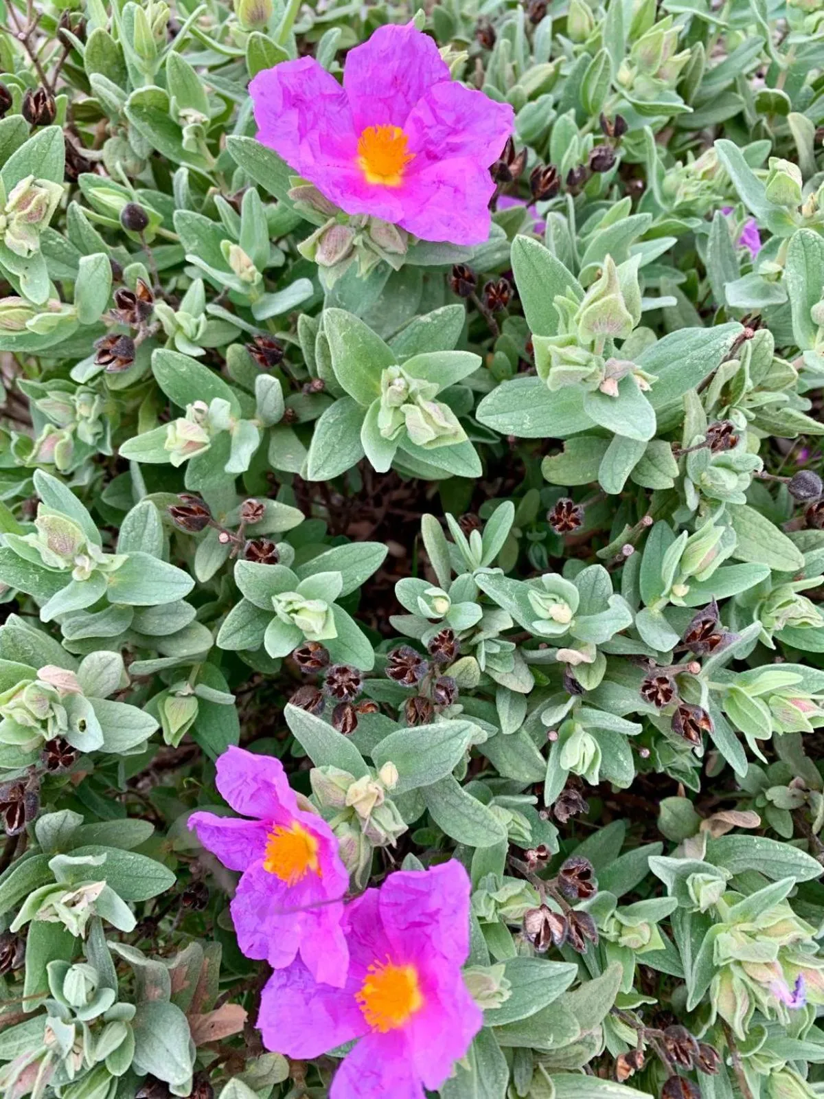 La Maison narbonnaise