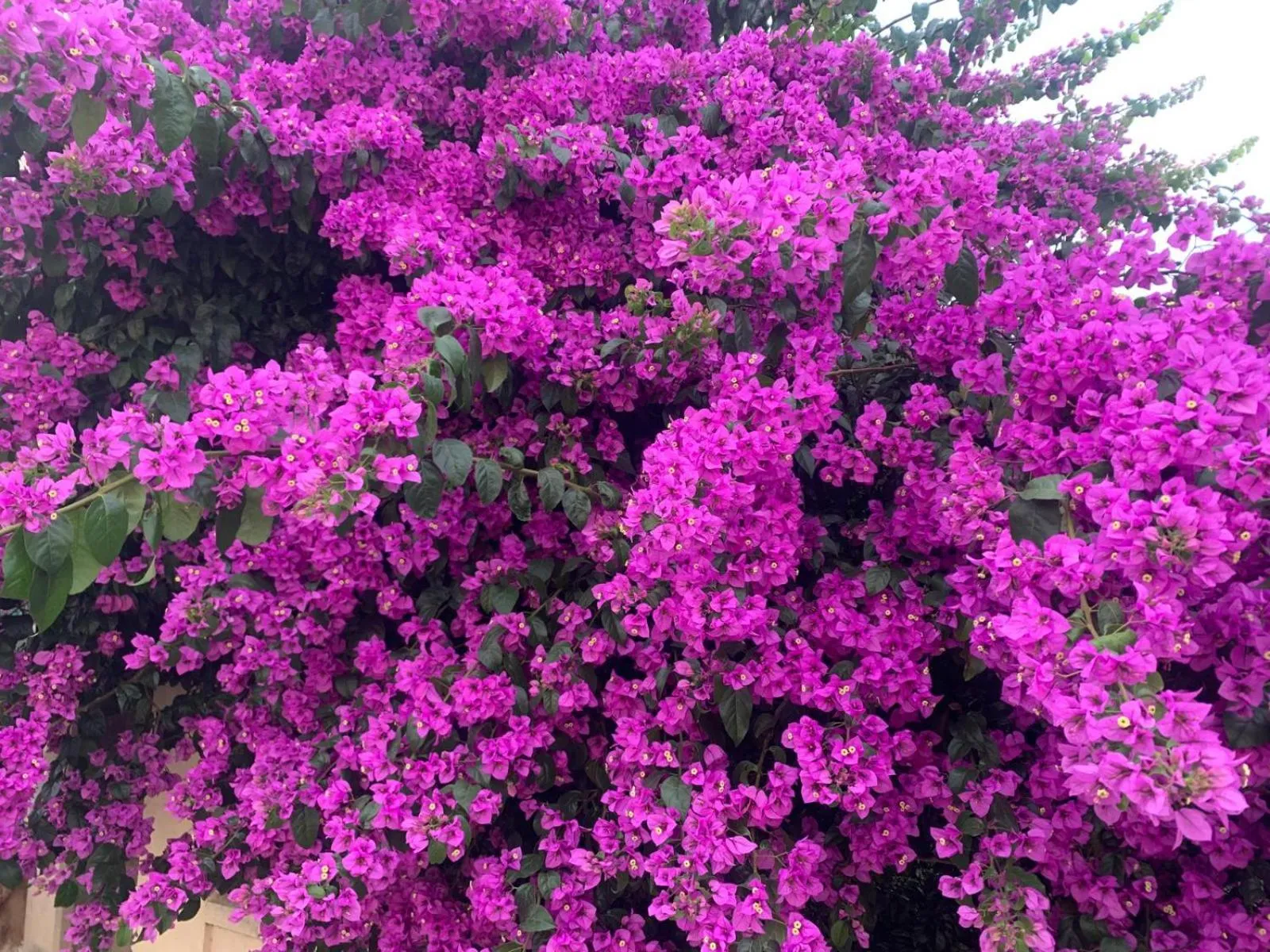 La Maison narbonnaise