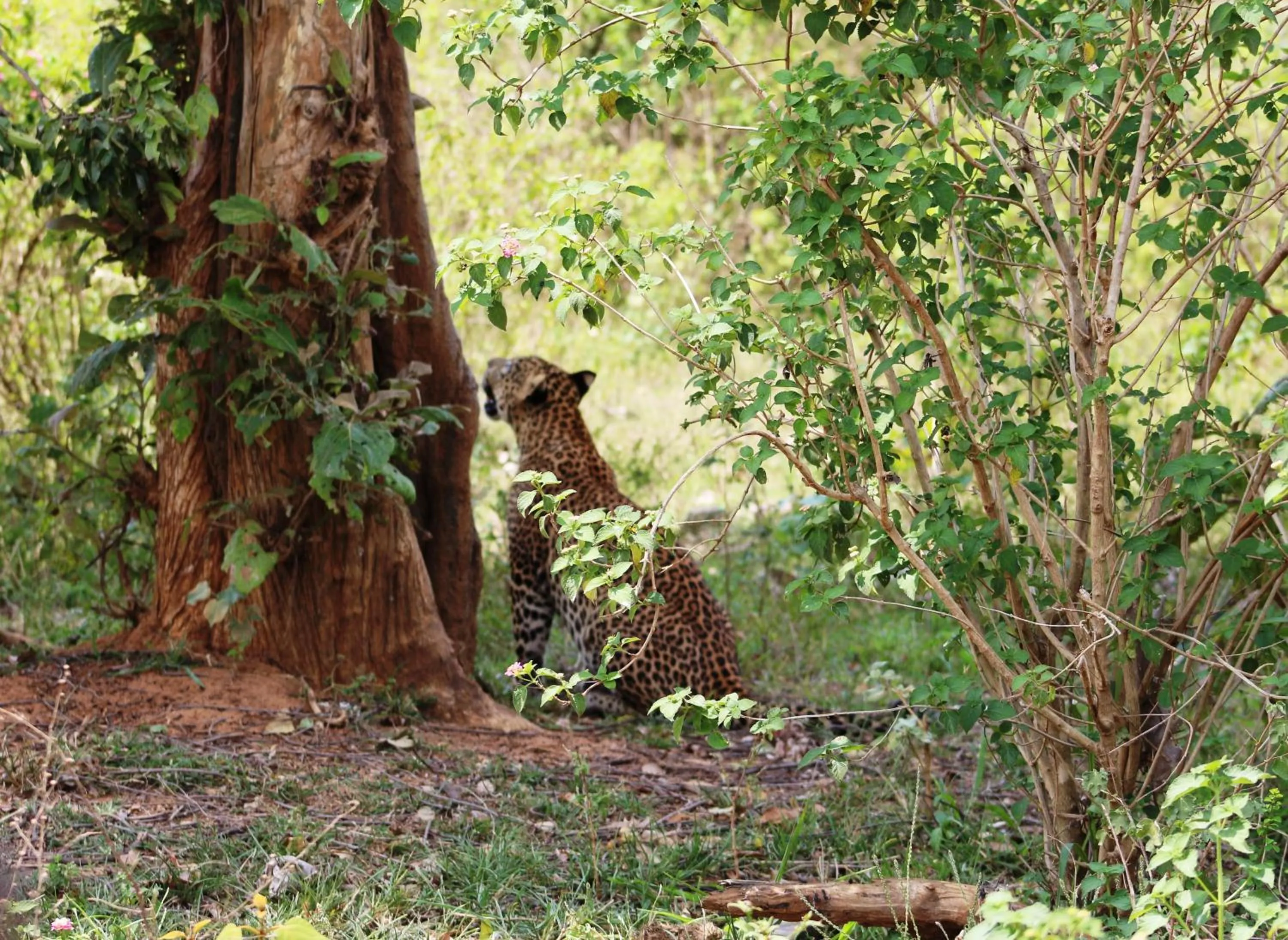 Animals in Kottawatta Village